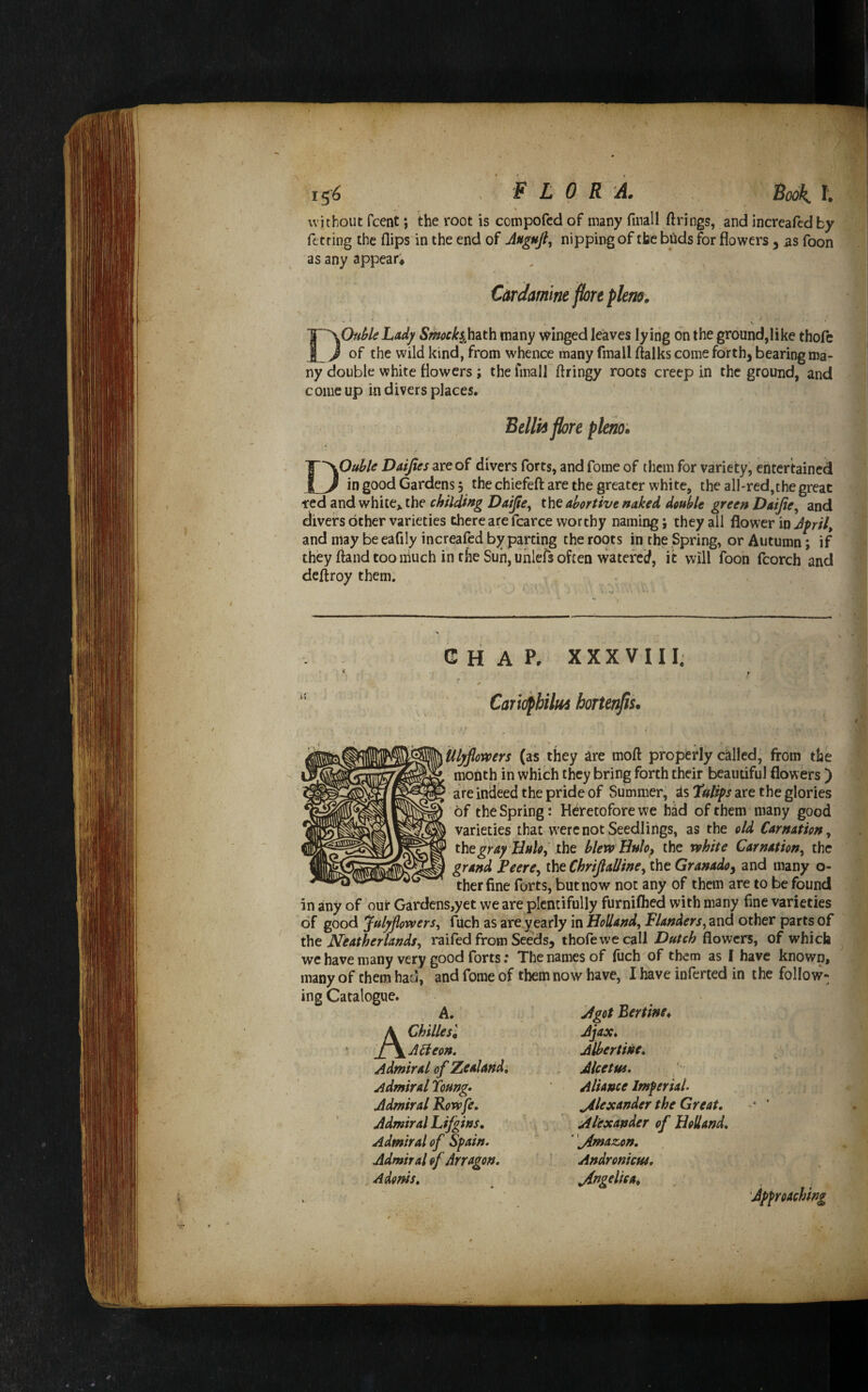 without fcent; the root is compofcd of many fmall ftrings, and increafcd by ft tfing the flips in the end of nipping of the biids for flowers, as Toon as any appear; CarJamme port plem, DOfii^leLady S^ock^hith many winged leaves lying on the ground,like thofc of the wild kind, from w'hence many fmall ftalks come forth, bearing ma¬ ny double white flowers; the fmall flringy roots creep in the ground, and come up in divers places. Bellh pore pleno. Double Datjtes are of divers forts, and fome of them for variety, entertained in good Gardens 5 the chiefeft are the greater white, the all-red,the great -red and white^ the childing Daijie, the abortive naked, double green Daifie^ and clivers other varieties there are fcarce worthy naming; they ail flower in Jfril, and may be eafily increafed by parting the roots in the Spring, or Autumn; if they ftand too much in the Sun, uhlefs often watered, it vvill foon fcorch and deftroy them. CHAP. XXXVIII. Cariopbilud hortenps. Mlyfiomrs (as they are moft properly called, from the month in which they bring forth their beautiful flowers ) are indeed the pride of Summer, is Tulips are the glories of the Spring: Heretofore we of them many good varieties that were not Seedlings, as the old Carnation ^ tYitgray Hulo,' the blew Bulo, the white Carnation^ the grand Peere^ the ChriJlalJiney the Granadoy and many o- therfine forts, but now not any of them are to be found in any of out Gardcns,yet we are plentifully furniflied with many fine varieties of good Julyflowers^ fuch as are.yearly in Holland^ Flanders^ and other parts of the Neatherlands, raifed from Seeds, thofewecall Dutch flowers, of which we have many very good forts; The names of fuch of them as I have known, many of them had, and fome of them now have, I have inferted in the follow¬ ing Catalogue. , A. Achilles], Adeon. Admiral of Zealand, Admiral Toung* Admiral Rowfe, Admiral Li/gins, Admiral of Spain. Admiral of Arragon. Adonis, Jgot Bertine^ Ajax, Albertine, Alcetus, Aliance Imperial. Alexander the Great, Alexander of Holland, ' \4*>^az.on, Andronicui, Angelica,