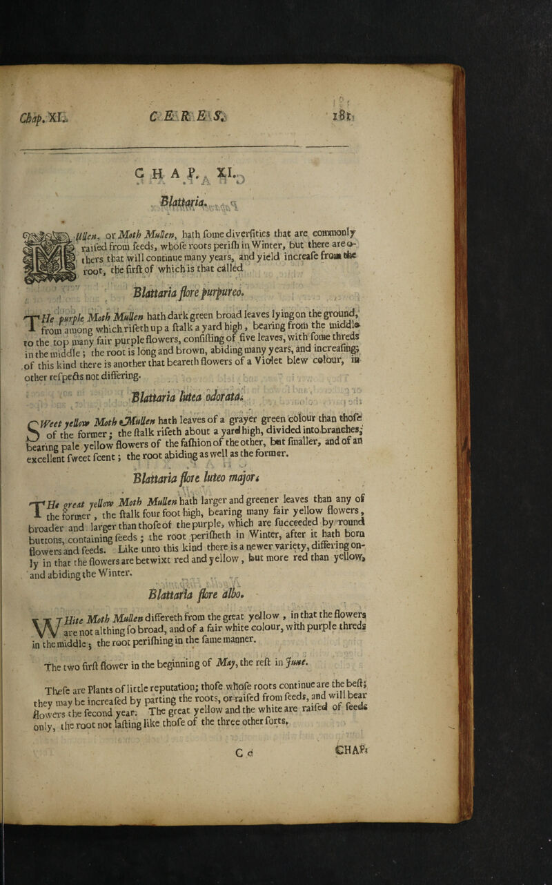 aip. XE ‘ i8ic> CHAP.. XI... a .* %. *1 J i. 1 > *.J r .4 • * - * ' . '. ox Moth Mullen, hath foine divcrfitip that are commonly raifcd from feeds, wbofe roots perifli in Winter, but there are o-,. thers that will continue many years, and yield increafe from cfec foot, the ihrft^of which is that called ' , ’Blattariajlore purpurea. 'T'He^pmle Moth Mullen bath dailk green broad leaves ly ing on the ground,' A froin aiUg whickrifetbupa ftalkayardhigh, bearing frpm the ttuddl* to the top many fair purple flowers, confiftingof .five leaves, with fotne threds in the middle; the root is long and brown, abiding many years, and increafing; .of this kind there is another that bearcth flowers of a Violet blew colour, m other refpefts not differing. _ . ‘ i > . . . r tlattaria littca * r\ J;0 0 Smet yeUow Moth i^uUen hath leaves of a grayer green colour than thofe of the former; the ftalk rifeth about a yard high, divided into branGtes,- bearine pate yellow flowers of the falhion of the other, bot fmaller, and of an excellent fweet feent; the root abidingaswell.astheformer. Blattaria fijte htteo majoTi »» » . 'r- ' 'T^He mat yeUow Moth hath'larger and greener leaves than any of 1 the former , the ftalk four foot high, bearing many fair yellow flowers, broader and larger than thofe of the purple, which are fucceeded by round buttons, containing feeds; the root perifteth in Winter, after « hath born flowers and feeds. Like unto this kind there is a newer variety, differs on¬ ly inthattheflowersarebetwixtredandyellow, but more red than yellow, ,'and abiding the Winter. ^ . ^ Blattaria pore albo. - •- ■ ,r ’ * -1 . WH//^Mi>?i&M«i?^»diffcreth from the great yeJlow , in that the flowers are not althing fo broad, and of a fair white colour, wfth purple threds in the middle j the root pcrifhing in the fame manner. the two firft flower in the beginning of May, the reft in June. f Thefc are Plants of little reputation; thofe wtiofe roots continue are the^fti, they may be increafed by parting the roots, omifed from feeds, ^ flowers the fecond year; The great yellow and the white are ratfed of feeds only ihe root not lading like thofe of the three other forts. C.c CHAtr ' 'll