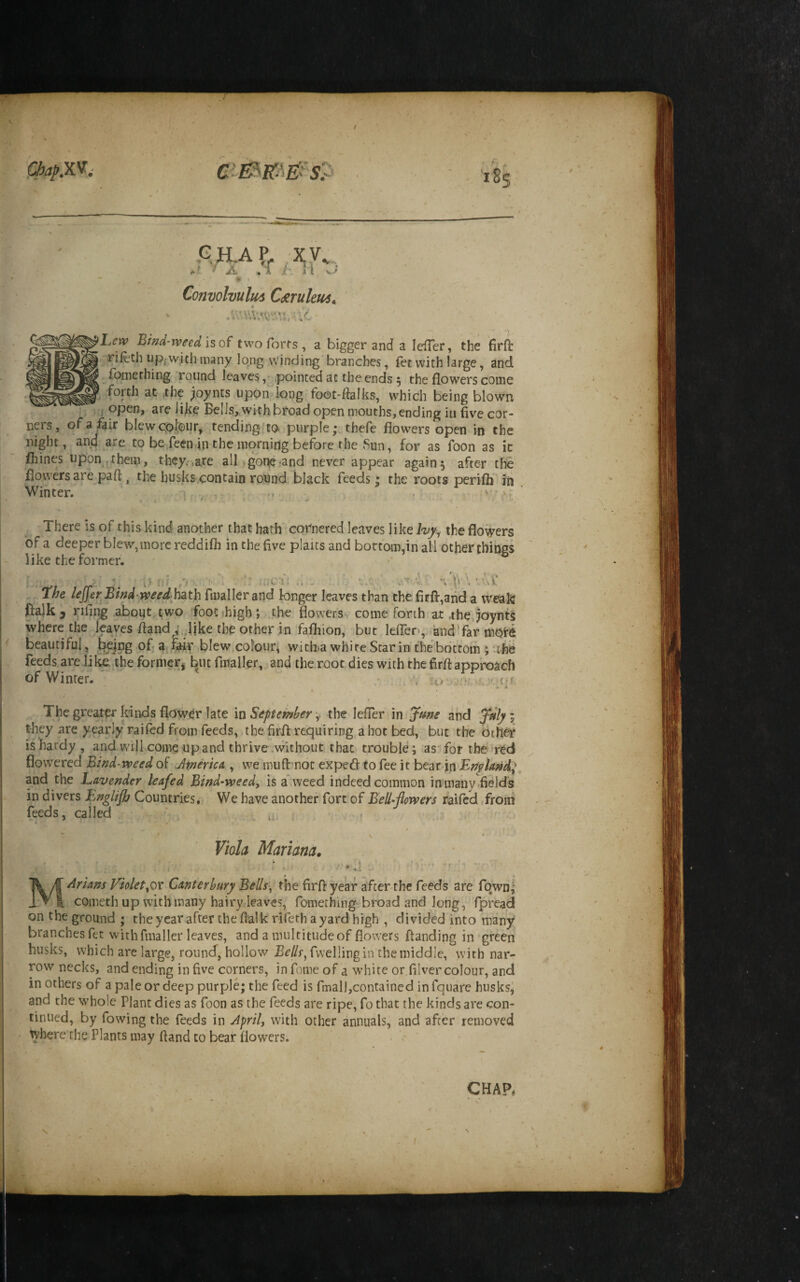 ChapX'^i 185 •t ■. A SllA f .W ^ ' JC5. , A t. i i ^ *1 Convolvulus C<eruleus^ Lew Bwd'tveed Isof twofbrfs, a bigger and a leiTer, the firfl: riftth upfwith many long winding branches, fet with large, and foinething round leaves.pointed at the ends 5 the flowers come [ forth at ,th? ;oynts upon long foot-flalks, which being blown . <! are like BelJs^.with broad open mouths, ending in five cor* na's, of a fair blew colour, tending'to- purple; thefe flowers open in the night, and are to be fecn in the morning before the Sun, for as foon as it fliines upon ,them, they.,are alljgone-and never appear again5 after the flowers are pa fl:, the husks contain round black feeds; the roots perifli irl Winter. i . ^ ‘ 'i V “ There is of this kind another that bath cornered leaves like Ivy^ the flowers bf a deeper blew,more reddifli in the five plaits and bottom,in all other thincs like the former. A 'Lhe leJ}erBmd ifi>eed ha.th fmallerand longer leaves than the firfl-,and a W(^k ftalk j rifing about two foot ihigb ; the flowers come forth at ,the,joynti where the leaves fland :.,like the other in fafliion, but Idfer , and'far mrt beautiful, feejpg of; arferiblew colour, with.a white Star in the bottom *, the feeds are like the former^ but fmaller, and the root dies with the firft appraach of Winter. • •, lo- y or The greater kinds flower late m September y the lefler in June and Julyi they are yearly raifed from feeds, the firif requiring a hot bed, but the other is hardy , and will come up and thrive .without that trouble; as for tbe^red flowered Bmd-vpeed of Jtnerica , we muft not exped to fee it beardnfo//4»^,» and the Lavender leafed Bind-weed, is a'weed indeed common in many-fields in divers Englijh Countries. We have another fort of Bell-flowers faifed from feeds, called ' .1 ^ , Viola Mariana, •d ^ - 1^/C Brians Violet,ox Canterbury Bells, the firfl: year afterthe feeds are fqwn,' IVI comethup with many hairy leaves, fomething broad and long, fpread on the ground ; the year after the flalk rifeth a yard high , divided into many branches fet with fmaller leaves, and a multitude of flowers flanding in green husks, which are large, round, hollow Bells, fwellingin the middle, with nar¬ row necks, and ending in five corners, in fome of a white or^filver colour, and in others of a pale or deep purple; the feed is fmall,contained in fquare huskSj and the whole Plant dies as foon as the feeds are ripe, fo that the kinds are con¬ tinued, by fowing the feeds in Jpril, with other annuals, and after removed where the Plants may fiand to bear flowers. . ■' ' N