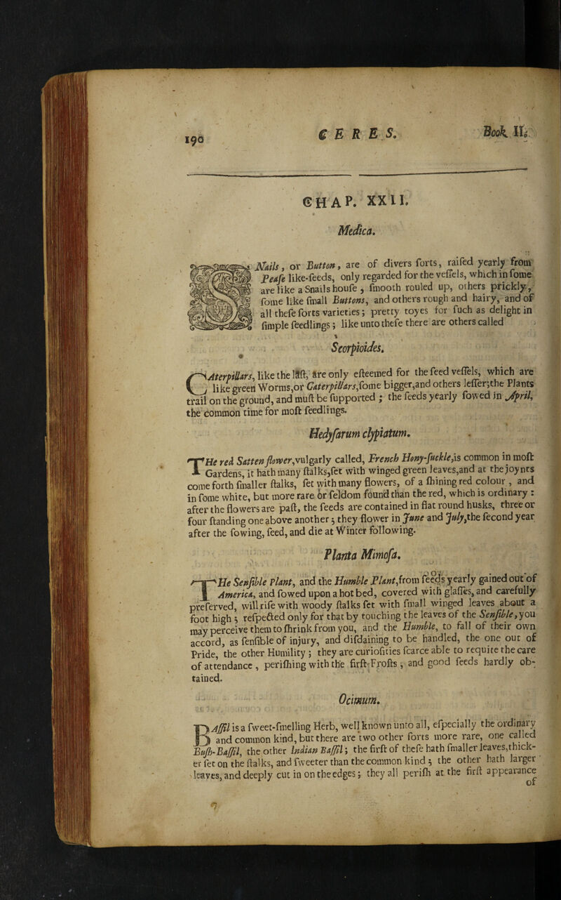 V GHAP. XXII. Medica. * % ■ i M/iils, or Buttm, are of divers forts, raifed yearly from' Feafe like-feeds, only regarded for the velTels, which in fome are like a Snails houfe, fmooth rouled up, others prickly, fome like fmall Buttom, and others rough and hairy, and of all thefe forts varieties; pretty toyes for fuch as delight in finiple feedlings; like unto thefe there are others called Seorpioic/es^ /^AterpiUm, like the laft,’ ftre only efteemed for the feed veflels, which are 1 > like green Worms,or CaterpiUarsSomt bigger,and others leflerjthe Plants on the ground, and muft be fupported ; the feeds yearly fowed in Jprtl, the common time for moft feedlings. Medyfarum clypUtum. THe red Satte ft flower called, French Hony-fuekle jis common in moft Gardens, it hath many ftalks,fct with winged green Jeayes,and at thejoynts come forth fmaller ftalks, fee with many flowers, of a Ihiningred colour , and in fome white, but more rare or feldom found than the red, which is ordinary : after the flowers are paft, the feeds are contained in fiat round husks, three or four ftanding one above another j they flower in Jttne and ^^^jthe fecond year after the fowing, feed, and die at Winter following. \ ' Planta Mimofa. V V, f • ■ •* THe Senfihle vUnt^ and the Humble FUnt^Uowi feeds yearly gained out of America^ and fowed upon a hot bed, covered with gla(res,and carefully preferved, will rife with woody ftalksfct with fmall winged leaves about a foot high ^ refpefted only for that by touching the leaves of the Senfihle may perceive them to fiirink from you, and the Humble, to fall of their own accord, as fenfible of injury, and difdaining to be handled, the one out of Pride the other Humility ; they are curiofities fcarce able to requite the care of attendance, periling with the firft;Frofts , and good feeds hardly ob: tained. - - Ocimum. BAflil is a fweet-fmelling Herb, well known unto all, efpecially the ordinary and common kind, but there are two other forts more rare, one called Eujh-Baffil, the other Indian thefirftof thefe hath fmaller leaves,thick-^ er fet on the ftalks, and fweeter than the common kind 5 the other hath larger' ' leaves, and deeply cut in on the edges j they all perifli at the firft appearance