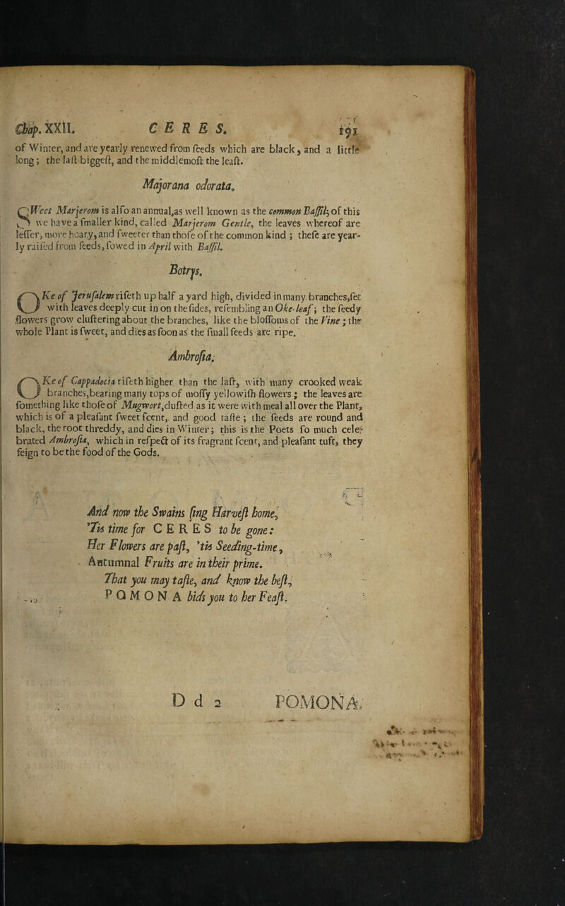 CERES, iji of Winter, and are yearly renewed from feeds which are black, and a little long; the lad biggeft, and the iniddjenioft the lead. Majorana odorata. OHW/ Marjerom is alfo an annual,as well known as the common BaJltl'y of this we have a fmaller kind, called Marjerom Gentle,, the leaves whereof are leflTer, more hoary, and fweerer than thofc of the common kind ; thefc are year¬ ly raifed from feeds, fowed in A^rii with BaffiL Botr^s. OKe of Jerufalemnieth up half a yard high, divided ininany branches,fee with leaves deeply cut in on thefides, refembling an Oke-leaf \ the feed/ flowers grow clufteringabout the branches, like theblolToiiisof ihtVine whole Plant is fweet, and dies as foon as the finall feeds are ripe. Ambrofia; . ■ .* , I . \Kcof Cappadocia riCtthhighct than the iafi-, with many crooked weak I brancheSjbearing many tops of mofly yellowifh flowers; the leaves are fomething like thofe of Mugmrtydufied as it were with meal all over the Plant, which is of a pleafant fweet feent, and good fade ; the feeds are round and black, the root threddy, and dies in Winter; this is .the Poets fo much celer braced Ambrofia,^ which in refped of its fragrant feenr, and pleafant tuft, they feign to be the food of the Gods. - I ■.} And now the Smim fing Harvefi homel time for CERES to be gone: Her Flowers are pafiy ^th Seeding-time^ Autumnal Fruits are in their prime. That you may tajle^ and kptow the befl. POMONA bids you to her Feajl, 4, D d 2 POMONA; • k . 4y>* ' f