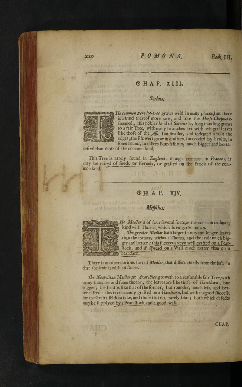 G H A P, Sorlm He common service-tree grows wild in many places,but there is a kind thereof more rare, and like the Horfe-Chefnut e- fteenied 3 this nobler kind of Service by long ftanding grows to a fair Tree, with many branches fet with winged.Jeaves like thofe of the but fmaller, and indented about the edges ;the Flowers grow in clufters, fucceeded by Fruits, in fome round, in others Pear-falkion^ much bigger and better tafled than thofe of the common kind. This Tree is rarely found in England^ though common in France^ it may be railed of Seeds or Kernels, or grafted on the jStock of the com¬ mon kind. ® H A P. XIV. \ He Medlar is of four feveral forts,as the common ordinary kind with Thorns, which is vulgarly known. ihe greater Medlar hath larger Ihoots and longer leaves than the former, without Thorns, and the fruit much big¬ ger and better; ^is fucceeds very well grafted on a Pear- ^^Jtock, and if fpread on a Wall much better than on a Standard. ^ There is another curious fort of Medlar, that differs chiefly from the lafl, in that the fruit is without ftoncs. the Neapolitan Medlar,ot ^z.aroUieryg'CQv^tih to a reafonable fair Tree,with many branches and fome thorns 5 the leaves are like thofe of Bavpthorn, but bigger; the fruit is like that of the former, but rounder, much lefs, and bet¬ ter tafled ; this is commonly grafted on ^Havothorn^hyM with no good fuccefs, for the Grafts feldom take, and thofe that do, rarely bear; both which defeds . may be fupplyed by a Pear-flock and a good wall. CHAP»'