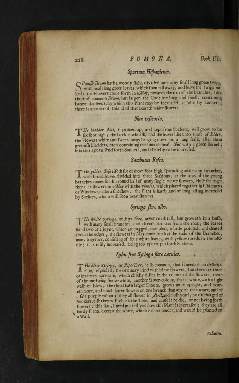 P 0 M 0 N k Book III. ' Spartum Hifpanicum. SFamJb Broom hath a woody ftalk, divided into many finall long green twigs, with finall long green leaves, which Toon fall away, and leave the twigs na¬ ked : the Flowers come forth in towards the top of the branches, lik^ thofeof common Broom, but larger, the Cods are long and fmall, containing brownflatreeds,by which this Plant may be increafed, as 'alfo by Suckers; there is another of this kind that beareth white flowers. Nux veficaria, THe bUdder Nut^ if pruned up, and kept from Suckers, w»i 11 grow to be fix foot high ; the bark is whitifll; and the leaves like unto thofe of Elder, the Flowers white and fweet, many hanging down on a long ftalk, after them greenifil bladders, each containing one fmooth fmall Nut with a green Kernel ; it is too apt to fend forth Suckers, and thereby to be increafed. Smhucus Rofea, gilder Sofe rifeth fix or more foot high, fpreading into many branches, X with broad leaves divided into three Sections ; at the tops of the young branches comes forth a round ball of manyfingle white flowers, clofe fet toge¬ ther 5 it flowers in with the Fmies, which placed together in Chimneys or Windows,make a fine fliew; the Plant is hardy,and of long lafting,increafed by Suckers, which will foon bear flowers. Syringa flore a]bo» K T He white Syrifiga, ot Pipe Tree, never lifeth tall, butgroweth in a bufh, with many fmall branches, and divers Suckers from the root 3 the leaves fland two at a joynt, which are ragged, crumpled, a little pointed, and dented about the edges ; the flowers in May come forth at the ends of the Branches, many together, confifting of four white leaves, with yellow threds in the mid¬ dle; it is eafily increafed, being too apt to put forth Suckers. Lylac five Syringa flore cdtruleo. TBe blew Syringa, or Pipe-Tree, is fo common, that it needeth no deferip- tion, efpecially the ordinary kind with blew flowers, but there are three other forts more rare, which chiefly differ in the colour of the flowers, thofe of the one being Snow-white, another Silver-Colour, that is white,with a light walhof blew; the third hath larger Shoots, grows more upright, and bear¬ eth more, and much fairer flowers on one branch than any of the former, and of a fair purple colour 3 they all flower in Jffril,znd mufl: yearly be difeharged of ’ Suckers, clfe they will choak the Tree, and caufeit to die, or not bring forth flowers; this faid, I need not tell you how this Plant is increafed ; they are all hardy'Plants except the white, which is more tender, and would be planted on ' a Wall. Faliurwi