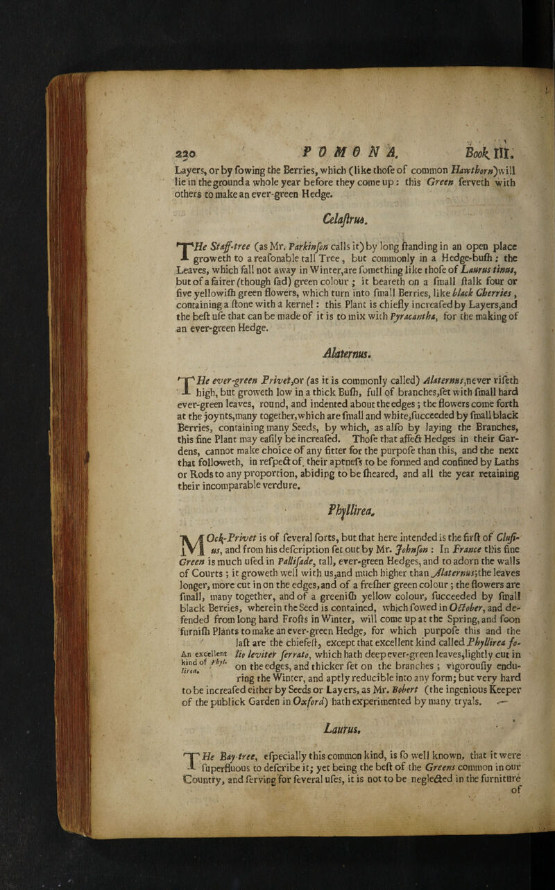P 0 M G k Book Hi. Layers, or by fowiirg the Berries, which (like thofe of common Havpthorff)v;\\\ lie in the ground a whole year before they come up; this Green ferveth with others to make an ever'green Hedge. Celaftrud. THe Suf-tree (asMr. P4r/r/»ytf;^caIlsit)by longftandingin an open place groweth to areafonable tall Tree, but commonly in a Hedge-bufii; the Leaves, which fall not away in Winter,are fomething like thofe of Laurus thus, but of a fairer ^though fad) green colour ; it beareth on a fmall llalk four or five yellowilh green flowers, which turn into fmall Berries, like hUck Cherries , containing a ftone with a kernel: this Plant is chiefly incrcafed by Layers,and the befl: uie that can be made of it is to mix with VyracanthA^ for the making of an ever-green Hedge. Ahurrm. THe ev^r‘green Frivet,or (as it is commonly called) AUternns^xitv^T rifeth high, but groweth low in a thick Bufli, full of branches,fet with fmall hard ever-green leaves, round, and indented about the edges; the flowers come forth at the Joynts,many together,which are fmall and whitejfuccceded by fmall black Berries, containing many Seeds, by which, as alfo by laying the Branches, this fine Plant may eafily be increafed. Thofe that affeft Hedges in their Gar¬ dens, cannot make choice of any fitter for the purpofe than this, and the next that followeth, in refpeftof their aptnefs to be formed and confined by Laths or Rods to any proportion, abiding to be fheared, and all the year retaining their incomparable verdure. Phjllirea, MOcl^-Frivet is of feveral forts, but that here intended is the firft of^ Ciuji^ us, and from his defeription fet out by Mr. Johnfin ; In France this fine Green is much ufed in Pallifade, tall, ever-green Hedges, and to adorn the walls of Courts ; it groweth well with us,and much higher than j^laternus',ihe leaves longer, more cut in on the edges, and of a freflier green colour; the flowers are fmall, many together, ahd of a greenifli yellow colour, fucceeded by fmall black Berries, wherein the Seed is contained, which fowed in October, and de¬ fended from long hard Frofls in Winter, will come up at the Spring, and foon Turnifh Plants to make an ever-green Hedge, for which purpofe this and the laft are the chiefell, except that excellent kind called Phyllirea fc* An excellent Hq leviteP ferrate, which hath deep ever-green leavesjlightly cut in on the edges, and thicker fet on the branches ; rigoroufiy endu¬ ring the Winter, and aptly reducible into any form; but very hard to be increafed either by Seeds or Layers, as Mr. Bobert (the ingenious Keeper of the publick Garden in Oxford) hath experimented by many tryals. ^ 8 Laurus, THe Faytree, cfpecially this common kind, is fo well known, that it were fuperfluous to deferibe it; yet being the beft of the Greens common incur Country, and ferVing’for feveral ufes, it is not to be negle(aed in the furniture of kind of fhjl. lirtct. • /