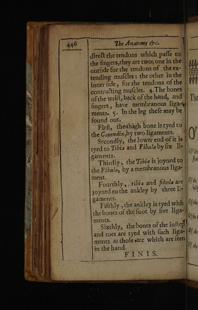 The Anatomy Oc. | dire&amp; the tendons which pafle to the fingers,they are two; one in the outfide for the tendons of the ex- | tending mufcles; the other in the snner fide, forthe tendons of the contraéting mufcles. 4.The bones ofthe wrift, back of the hand, and | fingers, have membranous liga- ments. 5. Inthe leg thefe may be | found out. ! Firft, thethigh bone istyed to | the Coxendix,by two ligaments. Secondly, the lower end of it is ; + WS ~~ i) , . <- — ea: ASS = j hep 2 i a, ras 7 e (aa ~~ S - Z = ~ ——— = _— x ° tved to Tibia and F ibula by fix lis gaments. HOF th a Thirdly, the Tibia is joyned to | fia ay the Fibula, by a membranous liga- | 3 ment. : . Fourthly , , tibiz and fibula are Of ib AI joyned cothe ankley by three li bel Nii gaments. SH a Fifthly , the ankley is tyed with Of the it che bones of the foot by five liga-) rt | ments. Oftbe Sixthly, the bones of the inttep | and’ toes are tyed with fuch liga> ments as thofe sare which are feen in the hand. | PareN, Lise ;
