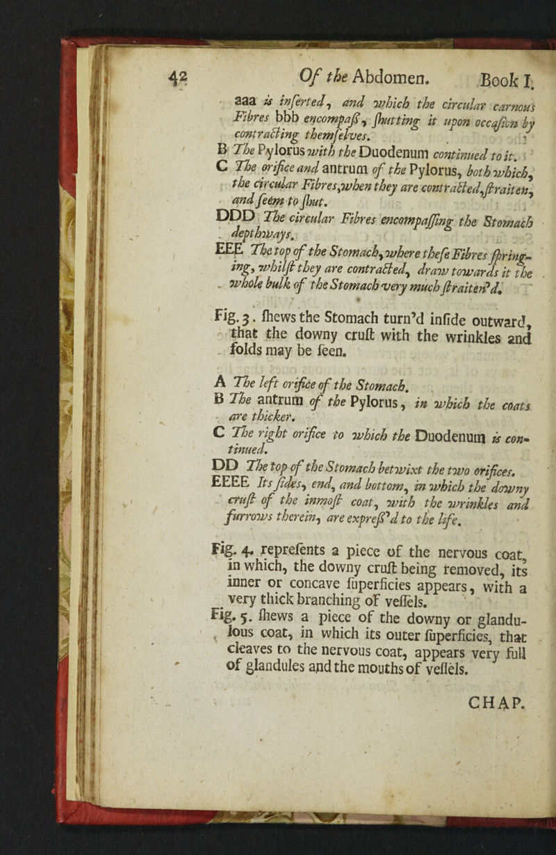 42 Of the Abdomen. Book I; aaa inferted, and which the circular carnour Fibres bbb encompafs , shutting it upon occafion by contracting themfelves. lt B) Te Pylorus with the Duodenum continued to it. C The orifice and antrum of the Pylorus, bork which, the circular Fibreswhen they are contratted, ftraiten, and feeya to fut. DDD: The circular Fibres encompaffing the Stomach depthways, | EEE The top of the Stomach, where thefe Fibres pring» ing, whilft they are contratted, draw towards it the . whole bulk of the Stomach very much firaited?d, Fig. 3. fhews the Stomach turn’d infide outward, that the downy cruft with the wrinkles and folds may be feen. A. The left orifice of the Stomach, B The antrum of the Pylorus, im which the coats are thicker. C The right orifice to which the Duodenum s con= tinued. DD The topof the Stomach betwixt the tovo orifices, EEEE Its fides, end, and bottom, in which the downy erat of the inmoft coat, with the wrinkles and furrows therein, are exprefs'd to the life, Sz Se Ss SS ar SSS &lt; = = = ee a SS a = es Fig. 4. reprefents a piece of the nervous coat, _ inwhich, the downy craft being removed, its inner or concave fuperficies appears, with a very thick branching of veflels. Fig. 5. fhews a piece of the downy or glandu- _ lous coat, in which its outer fuperficies, that of glandules and the mouths of velléls. CHAP, aes SS Stee a