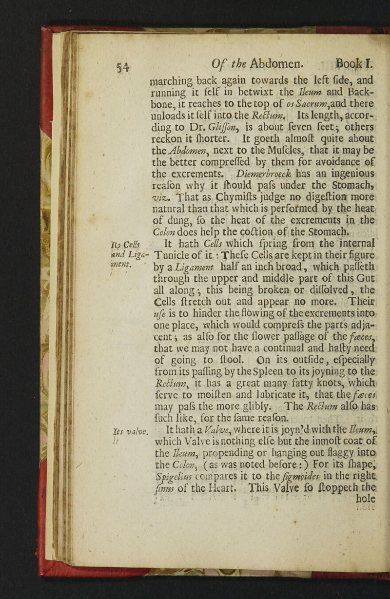 Its Cells a ; AN its vaive, Of the Abdomen. Book I. marching back again towards the left fide, and running it felf in betwixt the Ilewm and Back- bone, it reaches to the top of os Sacrum,and there unloads it {elf into.the Rectum. Its length, accor- ding to Dr. Gi/Jon, is about feven feet; others reckon it fhorter. It goeth almoft quite about the Abdomen, next to the Mufcles, that it may be the better comprefled by them for avoidance of the excrements. \ Diemerbroeck has an ingenious reafon why it fhould pafs under the Stomachs viz. That as Chymifts judge no digeftiom more natural than that which 1s performed by the heat of dung, fo the heat of the excrements in the Colon does help the co¢tion. of the Stomach, - It hath Cells which {pring from the internal Tunicle of it : Thefe Cells are kept in their figure by aLigament half an inch broad, which pafleth through the upper and middle part of this Gut all along, this being. broken, or diflolved , the Cells ftretch out and appear no more. “Fheir ufe is to hinder the flowing of the excrements into one place, which would comprefs the parts;adja- cent; as alfo for the flower paflage of the feces, that we may not have a continual and hafty need of going to ftool. On its outfide, efpecially from its pafling by the Spleen to its joyning to the Rectum, it has a great many-fatty knots, which ferve to moiften. and lubricate it, that the faces inay pafs the more ghbly. . The Reétuzm allo has fuch like, for the fame reafon. hort . It hath a Valve, where itis joyn’dwiththe eam, which Valve is nothing elfe but the inmoft coat of, the Ilewm, propending or hanging out flaggy into the Colon, (as was noted before: ) For its fhape, Spigelius compares it to the /igmoides in the right, fms of the Heart. This, Valve fo ii ak a ae Peta ae wes oe