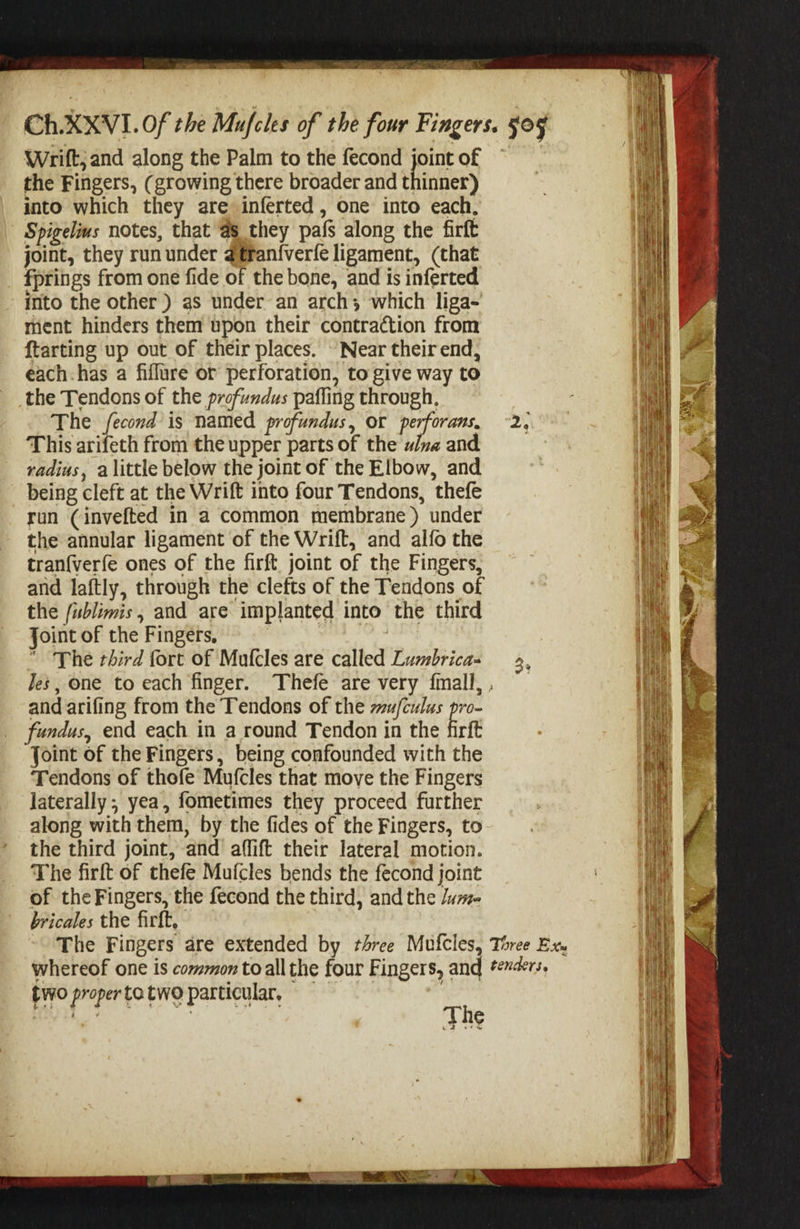 Ch.XXVI.Of the Mufcles of the four Fingers. 505 Wrift; and along the Palm to the fecond jointof — the Fingers, (growing there broader and ehtniver) into which they are inferted , one into each, Spigelius notes, that as they pafs along the firft joint, they run under @éran{verfe ligament, (that fprings from one fide of the bone, and is inferted into the other) as under an arch; which liga- ment hinders them upon their contraction from ftarting up out of their places. © Near their end, each.has a fiflure or perforation, to give way to the Tendons of the profundus pafling through, The fecond is named profundus, or avons 2 This arifeth from the upper parts of the wina and radius, alittle below the joint of the Elbow, and being cleft at the Wrift into four Tendons, thefe run (invefted in a common membrane) under the annular ligament of the Wrift, and alfo the tran{verfe ones of the firft, joint of the Fingers, and laftly, through the clefts of the Tendons of the /ublimis, and are implanted into the third Joint of the Fingers, |  “The third fort of Mufcles are called Lumbrica- Jes, one to each finger. Thefe are very fmall, . and arifing from the Tendons of the su/culus pro- fundus, end each in a round Tendon in the firft Joint of the Fingers, being confounded with the Tendons of thofe Mufcles that move the Fingers laterally; yea, fometimes they proceed further along with them, by the fides of the Fingers, to the third joint, and affift their lateral motion. The firft of thefe Mufcles bends the fecond joint of the Fingers, the fecond the third, and the /um- bricales the firft, The Fingers are extended by three Mufcles, Three Ex. whereof one is common to all the four Fingers, and *vers, two propertotwo particular, RID The , ms * : d oR a aon a : ao : ae Sa : Fi. ay — iE Se Aina MEAT