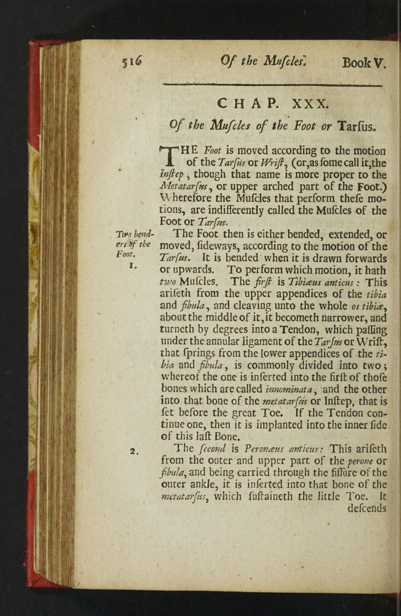 _ Tio bend- ers of the Foot. qs Of the Mafcles. Book V. CHAP. XXX. Of the Mufcles of the Foot or Tarfus. HE Foot is moved according to the motion | of the Tarfus or Wriff, (or,asfome call it,the Inftep , though that name is more proper to the Metatar{as, or upper arched part of the Foot.) Wherefore the Mufcles that perform thefe mo- tions, are indifferently called the Mufcles of the Foot or Tarfus. The Foot then is either bended, extended, or moved, fideways, according to the motion of the Tarfus. It is bended’ when it is drawn forwards or upwards. To perform which motion, it hath two Mulcles, The fir is Tibieus anticus : This arifeth from the upper appendices of the tibia and fibula, and cleaving unto the whole os tibie, about the middle of it, it becometh narrower, and turneth by degrees intoa Tendon, which pafling under the annular ligament of the Tarfus or Wrift, that {prings from the lower appendices of the 1i- bia and fibula, is commonly divided into two; whereof the one is inferted into the firft of thofe bones which are called ianominata, and the other into that bone of the metatar/zs or Inftep, that is fet before the great Toe. If the Tendon con- tinue one, then it is implanted into the inner fide of this laft Bone, The fecond is Peroneus anticus: This arifeth from the outer and upper part of the perove or fbula, and being carried through the fiffore of the outer ankle, it is inferted into that bone of the metatarfus, which fuftaineth the little Toe. It defcends