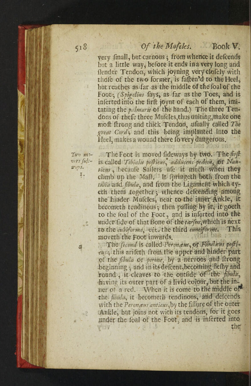 4f9 7%) Of the Mafeles. -. Book ¥: very fmall, but carnous ; from whence it defcends but a little way, before it ends ina very long and flender Tendon, which joyning very elofely with thofe of the two former, is faften’d to the Heel, but reaches as:far .as'the middle of the foal of the Foot, (Spigelius fays, as-far as the Toes, and is infertedinto the firft joynt of each Of them, imi- tating the pclmarz of the Hand.) The three Ten- dons of thefe three Mufcles,thus uniting,make one moft {trong and thick: Fendon, afually éalled The Heel, makes a wound there fo very dafigerous, The Foot is moved fideways by €wo.° The fix is. called: Tibiclis pofticus, adducens pederm, @r Nan- ticas , becaufe Sailers ate it Ainéh! when they climb up the Maft. ¢ le fpringeth beth from the tibia aid. fbula, and from the Ligamefit which ‘ty- eth them togethers: whence: defeending ‘among the hinder Mufcles, tear tothe 1aner°Ankle, ‘it to the foal of the Foot, and is inferted into the underfide'of that Bone of the tar/ms,which is next to the avbiforme, vixe the third emmerforme. This moveth the Foot inwards, raft DEB ee The Second is called-Péronaus, ot Fibulens pofti- cus, this arifeth fromthe upper and Hinder part of the fibula or perone, bYoa nervous dnd {trong beginning , and in itsdefcent,becothing fehy and round; it-cleaves to ‘the outfide ‘ofthe’ fouz, having its outer part of a livid ‘coiétr, but the in-, the. fbula, it becomerh tendinous,’ and’ defcends with the Peroneus anticus,by the fillure of the outer ‘Ankle, but joins not with its tendons, for it goes under the foal of the Foot, and ‘is ‘inferted into