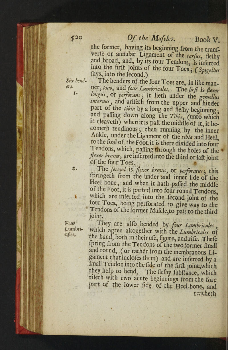 Six bend. ers. Ie be - Four Lumbri- cales, Of the Mufles. ~~ Book Y. the former, having its beginning from the tranf. verfe or annular Ligament of the tarfus, flefhy and broad, and, by its four Tendons, is inferted into the firft joints of the four Toes; ¢ Spigelius fays, into the fecond.) The benders of the four Toes are, in like man- ner, two, and four Lumbricales.. The firft is flexor longus, OF perforans, it lieth under the gemellus internus, and arifeth from the upper and hinder part of the tibia by a long and flefthy beginning ; and pafling down along the Tibia, (unto which it cleaveth) when itis paft the middle of it, it be- cometh tendinous; then running by the inner Ankle, under the Ligament of the tibia and Heel, tothe foal of the Foot,it is there divided into four flexor brevis, are inferted into the third or laft joint of the four Toes, 8 The fecond is flexor brevis, or perforatus:, this {pringeth from the under and inner fide of the Heel bone, and when it hath-pafled the middle of the Foot, itis parted into four round Tendons, which are inferted into the fecond joint of the four Toes, being perforated to give way to the joint, hat They are alfo bended by four Lumbricales , which agree altogether with the Lwmbricales of the hand, both in their ufe, figure, and rife. Thefe {pring from the Tendons of the two former {mall and round, (or rathér from the membranous Li- gament that inclofesthem) and are inferted by a {mall Tendon into the fide of the firft joint,which they help to bend, The fiefhy fubftance, which rifeth with two acute beginnings from the fore part of the lower fide of the Heel-bone, and : | reacheth