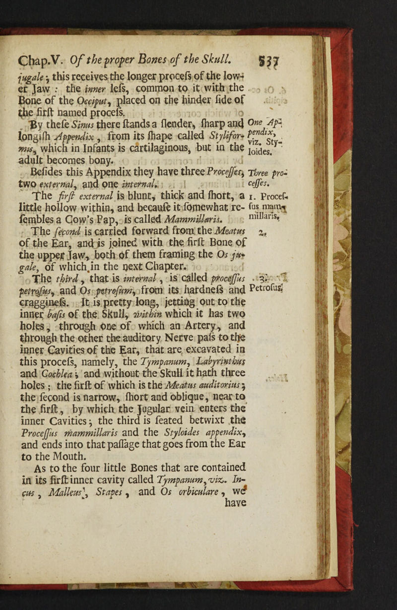 jugale., this receives,the longer procefs,of the low et Jaw: the ivver lefs, common.to, it with the Bone. of the Occiput, placed on the hinder fide of the firft named procefs, : _ By thefe Sinus there ftandsa flender, fharp and One 4p longith Appendix, ftom its fhape called Stylfore is Sa | wus, which in Infants is cartilaginous, but in the re adult becomes. bony. ad mn Befides this Appendix they have three Proceffes, Three pros two external, and one zuternal; -: || ceffes. The frft external is blunt, thick and fhort, a 1. Procef little hollow within, and becaufe it,fomewhat re- fus mam fembles. a Gow’s: Pap,-is called Mammillaris. |, Millariss - The fecond.is cartied forward fromithe Adeatus 2, ofthe Ear, ands joined with the firft Bone of the upper Jaw, both:of them framing the Os ya» gale, of which,in the next Chapter. | The rhird, that-is interval, -is called proceffus .03ho petrofus, and Os: petrofam, from: its: hardnefS and Petrolus crageginef§. .It.is pretty:long, jetting out-to the inner dafis of the! Skull, oiithin which it has two holes ; -through One of» which an-Artery, and through the other the auditory. Nerve: pafs to the inner €avities of the Ear, that are,excavated in this procefs, namely, the Tympanum, Labyrinthus and ‘Gocblea; and without the Skull it hath three holes.;. ‘the firft of which is the Weatas auditorius ; the fecond is narrow, fhort and oblique, near to the firft,, by which the Jugular vein ‘enters the inner Cavities; the third is feated betwixt the Procefjus mammillaris and the Styloides appendix, and ends into that paflage that goes from the Ear to the Mouth. As tothe four little Bones that are contained in its firftinner cavity called Tympanum, viz. In- cus, Malleus’, Stapes, and Os orbiculare 7 we ave