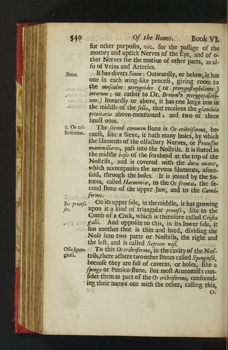 an ——_— — 540 : Of the Bones. Book VI. for other purpofes, wiz. for the paflage of the motory and optick Nerves of the Eye, and of o- ther Nerves for the motion of other parts, as al- fo of Veins and Arteries. Sins. lthas divers Sinws : Outwardly, or below, it has one in each wing-like procef$, giving room to the sufculus: pterygoides ( or pterygoft aphilinus ) zuternus ; Or rather to. Dr,, Brown?s pterygopalati- vis.) Inwardly.or above, it has one large-one in eels the middle of the /el/z, that receives the glandula petuitaria above-mentioned ; and two or three {mall ones, | 2. Os ctv _ The (econd: common Bone is Os cribriforme, be- britorme. caufe, like a Sieve, it hath many holes, by which the filaments of the olfactory N erves, Or Proce/fis mammillares, pats into the Noftrils, It is feated in the middle bafis of the forehead. at the top of the Noftrils, and is covered. with the dura mater, which accompanies the nervous filaments, afore- {aid, through the holes, It is joined by the Su- tures, called: Harmonize, to the Os fronta, the fe- cond Bone.of the upper Jaw, and to the Cynei- . forme. Tes procef. Onitsupper fide, in themiddle, it has growing Comb of a Cock, which is therefore called Crifta galli. And oppofite to this, in its lower fide, it has another that is thin and hard, dividing the Nofe into two parts or Noftrils, the right and the left, and is called Septum nafi, a OffaSpon- | To this Osicribriforme, in the cavity.of the Nof- giofa. _trils,there adhere twoother Bones called Spongiofa, becaufe they are full of caverns, or holes, like a Sponge or Pumice-ftone. But moft Anatomifts con- fider them as part of the Os cribriforme, confound- ing their names one with the other, calling this, 103 Os