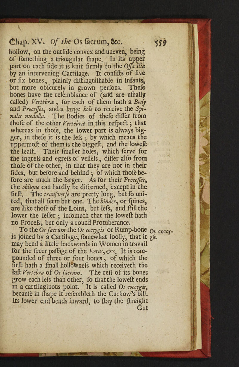 hollow, on the outfide convex and uneven, being of fomething a triangular fhape, In its upper part on each fide it is knit firmly to the Off2 Ilia by an intervening Cartilage. It confifts of five or fix bones, plainly diftinguifhable in Infants, but more ob{curely.in grown perfons. Thefe bones have the refemblance of (arid are ufually called) Vertebre , for each of them hath a Body and Proceffes, anda large hole to receive the Sp- nalis medulla. The Bodies of thefe differ from thofe of the other Vertebre in this refpect ; that whereas in thofe, the lower part is always big- ger, in thefe it is the lefs ; by which means the uppermoft of themis the biggeft, and the lowe&amp; the leaft. Their fmaller holes, which ferve for the ingrefs and egrefs of veflels , differ alfo from thofe of the other, in that they are not in their fides, but before and behind ;. of which thofe be- fore are much the larger. As for their Proce/fes, the oblique can hardly be difcerned, except in the firft, The tran/ver/e are pretty long, -but fo uni- ted, thatall feem but one. The hinder, or {pines, are like thofe of the Loins, but lefs, and ftill the Jower the lefler ; infomuch that the loweft hath no Procefs, but only a round Protuberance. To the Os facrum the Os coccygis or Rump-bone Q¢ caccy- is joined by a Cartilage, fomewhat loofly, that it gis. may bend a little backwards in Women in travail for the freer paflage of the Fetus, @c, It is com- pounded of three or four bones, of which the firft hath a fmall holloWnefs which receiveth the laft Vertebra of Os facrum. The reft of its bones grow each lefs than other, fo that the lowelt ends in a cartilaginous point. It is called Os coccygss, becaufe in fhape it refembleth the Cuckow’s bill. Its lower end bends inward, to ftay the ftreight Gut