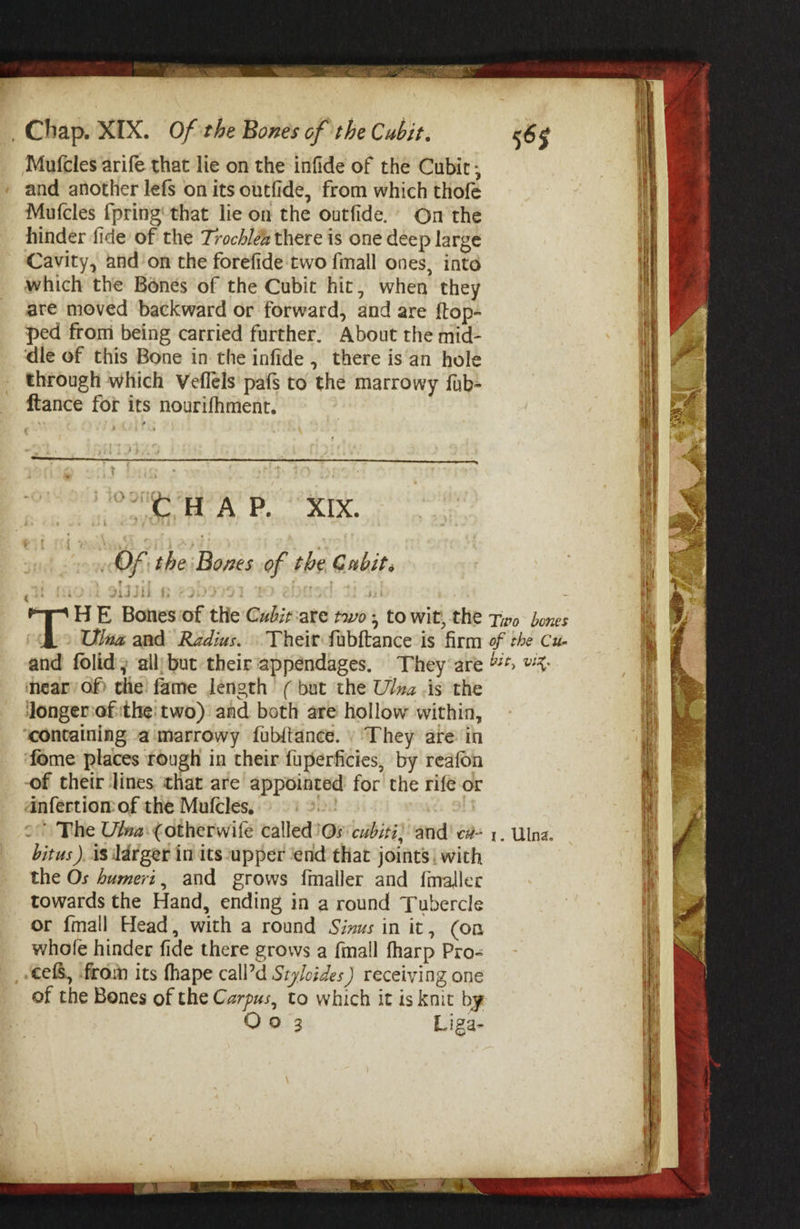 Mufcles arife that lie on the infide of the Cubic ; and another lefs on its outfide, from which thofe Mufcles {pring that lie on the outfide. On the hinder fide of the Trochlés there is one deep large Cavity, and’on the forefide'two finall ones, into which the Bones of the Cubit hit, when they are moved backward or forward, and are ftop- ped from being carried further. About the mid- dle of this Bone in the infide , there isan hole through which Veflels pafs to the marrowy fub- ftance for its nourifhment. Oe A BO XTX. OF: the Bones of the Gubits “FI HE Bones of the Cabitiare to; to wit, the tivo bones Ulnz and Radius. Their fabftance is firm of the cu and folid; all) but their ‘appendages. They are “* ~%: mear/of the fame length ( but the Ulua .is the Jonger:of the: two)! and both are hollow within, ‘containing aimarrowy fub{tance. \ They are in fome places rough in their fuperficies, by reafon -of their lines that are appointed for the rife or anfertion of the Mufcles, oe °°) The Ulva: Cotherwife called’Os cubiti} and! c# 1. Una. bitus ). is larger in its upper ‘end that joints! with the Os humeri, and grows fmaller and {maller towards the Hand, ending in a round Tubercle or fmall Head, with a round Sivus in it, (on whofe hinder fide there grows a {mall fharp Pro- ‘cefS, froin its fhape call’d Styloides) receiving one of the Bones of the Czrpus, to which it is knit by O9 3 Liga-