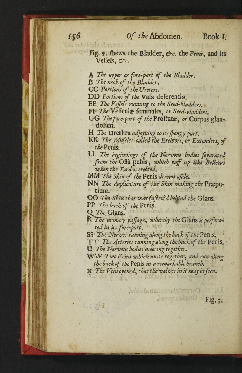 Fig. 2. fhews the Bladder, &e, the Tenis^ and its Veflels, t A The upper or fore^part of the Bladder* B The neck of the Bladder* CC Portions of the Ureters* DD Portions of the Vafa dcferentia. EE The VeJJels running to the Seed-bladders^ FF The Veficul^ ferainales, or Seed-bladders. ' . GG The fore-part of the Proftatse, or Corpus glan*^ dpium. H TheWl^ihtZadjoynlngtoitsIpongy part, n KK The Mufcles called the Erectors^ or Extonders^ of the Penis, LL The beginnings of the Nervous bodies feparated from tloe Ofla pubis , puff up like Bellows when the Tard is ereSted* MM The Skin of the Penis drawn afide\ NN The duplicafure of’the: Skin making the Prxpu- tium. V OO The Skin that wasfaferPdbe^nd the Gians. PP The back of the Penis. Gians. R The urinary pajfage^ whereby the Glans ispefora^ ted in its fore-part* SS' The Nerves running alongthe hack of the VtViis. XT The Arteries running along the hack of the Penis. * U The Nervom bodies meeting together* WW Tii^o Veins which unite together^ and run along ' the hack of the Penis in a remarkable branch* % The Vein opened^ that the valves in it may be feen* Fig. 3. i