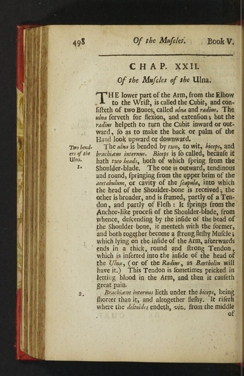 CHAP. XX11. Of the Mufcks of the Ulna. TH E lower part of the Arm, from the Elbow to the Wrift, is called the Cubit, and con- flfteth of two Bones, called ulna and radius. The ulna ferveth for flexion, and extenfion > but the radius helpeth to turn the Cubit inward or out¬ ward, lb as to make the back or palm of the Hand look upward or downward. Ttpo bend- The ulna is bended by tTvo^ to wit, biceps and ers of the hrachiaus internus. Biceps is fb Called, becaule it hath two heads^ both of which fpring from the Shoulder-blade. The one is outward, tendinous and round, fpringing from the upper brim of the acetabulum^ or cavity of the fcapula^ into which the head of the Shoulder-bone is received ^ the other is broader, and is framed, partly of a Ten¬ don , and partly of Flefh: It fprings from the Anchor-like procels of the Shoulder-blade, from whence, defeending by the infide of the head of the Shoulder bone, it meeteth with the former, and both together become a Itrong flefhy Mulcle > which lying on the infide of the Arm, afterwards ends in a thick, round and ftrong Tendon, which is inferred into the infide of the head of the Ulm^ (or of the Radius^ as Bartholin will have it.) This Tendon is Ibmetimes pricked in letting blood in the Arm, and then it cauleth great pain. 2, Brachlazfs internus lieth under the biceps being fliorter than it, and altogether flefliy. It rifeth where the deltoides endeth, ^ix,. from the middle of r