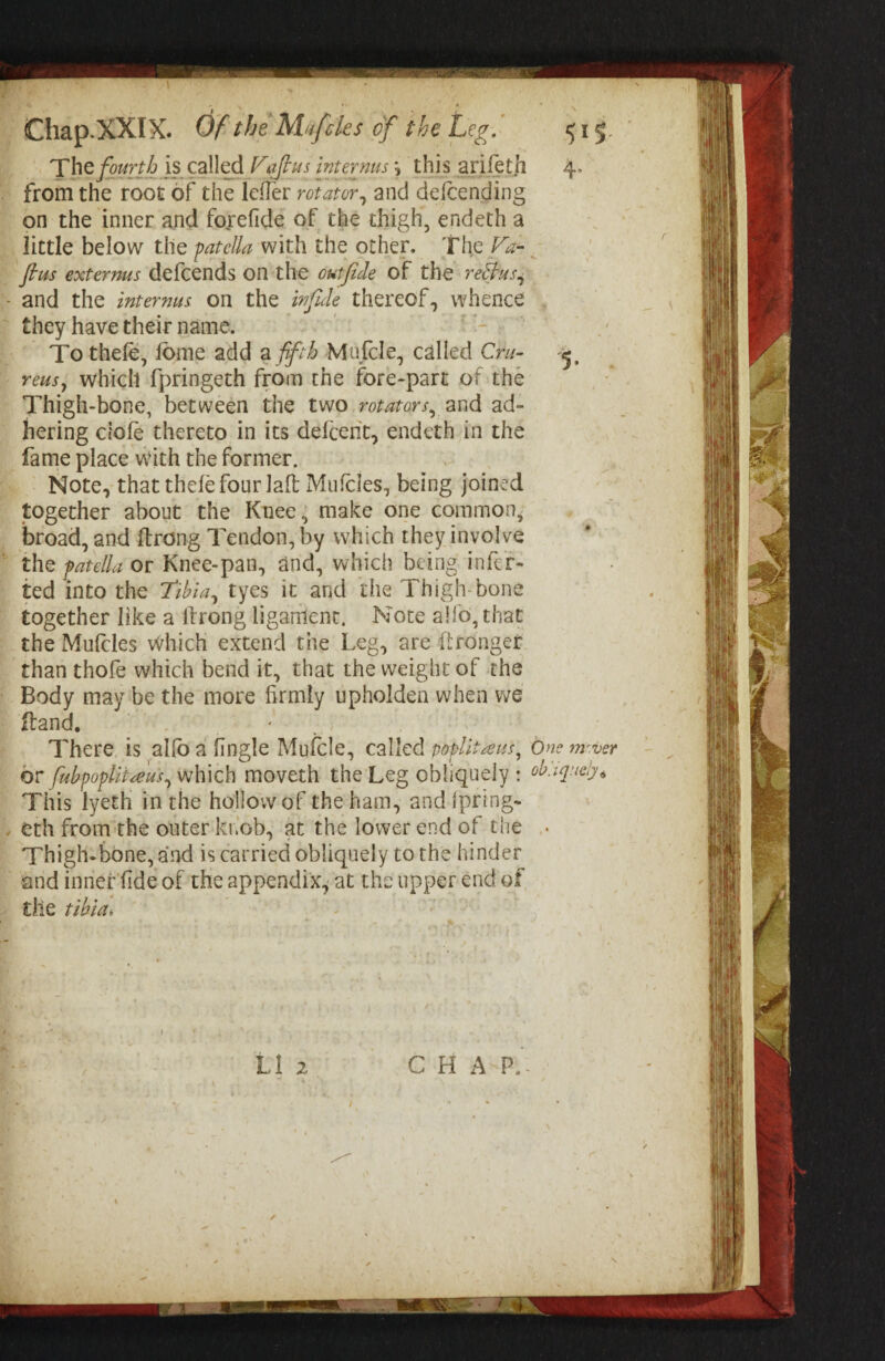 Theis callol/^(ifius internus \ this arifeth 4, from the root of the leifer rotator^ and defeending on the inner and fojefide of the thigh, endeth a ' little below the with the other. The F'^-^ ' fius externus defcends on the outjide of the reEjrus,^ and the internus on the infule thereof, whence they have their name. ' ' ; . < To thele, fbme add Mufcle, called Cn/- reusy which fpringeth from the fore-part of the Thigh-bone, between the two and ad¬ hering dole thereto in its defeent, endeth in the fame place v\nth the former. Note, that thele four lalt Miifcles, being joined together about the Knee; make one common^ broad, and (Irong Tendon, by which they involve the patella or Knee-pan, and, which being infef- ted into the Tihia^ tyes it and the Thigh-bone together like a Ifrong ligament. Note allb, that the Mufcles which extend the Leg, are Wronger than thofe which bend it, that the weight of the Body may be the more firmly upholden when v;e fland. ' . ; There is al(b a fingle Mufcle, called popUtaus^ One rmver ^ ^ or fubfopUt^'us^ which moveth the Leg obliquely : ob.iquely^ This lyetH in the hollow of the ham, andlpring- eth from the outer knob, at the lower end of the Thigh-bone, and is carried obliquely to the hinder and innef’fide of the appendix,- at the upper end of, the tiblai ' : ■ - - , LI 2 CHAP.-