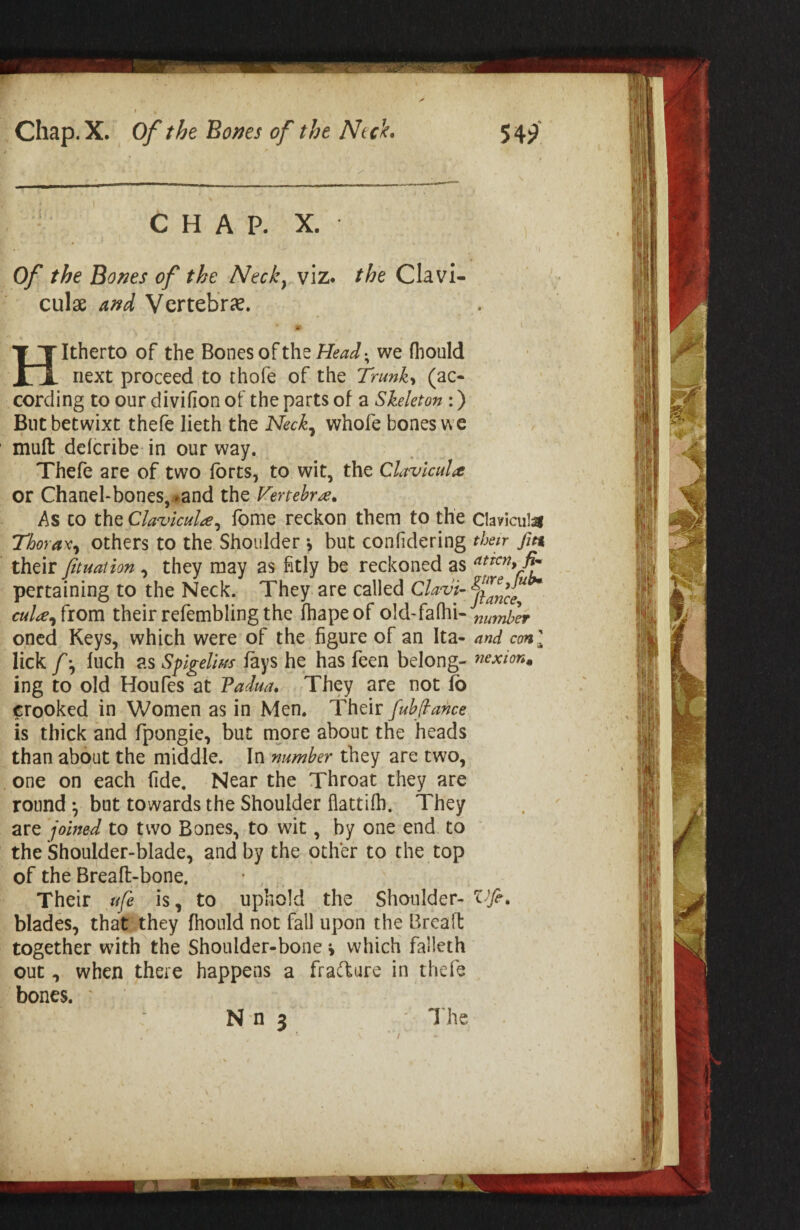 C H A P. X. Of the Bones of the Neck^ viz. the Clavi- culae and Vertebrae. Hitherto of the Bones of the Head ^ we (hould next proceed to thofe of the Trunks (ac¬ cording to our divifion of the parts of a Skeleton :) But betwixt thefe lieth the Neck^ whofe bones we mult deicribe in our way. Thefe are of two forts, to wit, the Clavlcul^e or Chanel-bones,«and the Vertebra. As CO the Cla^ncuU^ fome reckon them to the ciavicul^ Thorax^ others to the Shoulder s but confidering their fm their fituation , they may as fitly be reckoned as ^trcn, fi^ pertaining to the Neck. They are called cuU^ftom theirrefemblingthe fhapeof old-faOii- oned Keys, which were of the figure of an Ita- and cm I lick /•, Inch as Splgeli^s fays he has feen belong- nexion ing to old Houfes at Padua, They are not fo crooked in Women as in Men. Their fuhfiance is thick and fpongie, but more about the heads than about the middle. In number they are two, one on each fide. Near the Throat they are round *, but towards the Shoulder flattifh. They are jomed to two Bones, to wit, by one end to the Shoulder-blade, and by the other to the top of the Breaft-bone. Their ufe is, to uphold the Shoulder- Vfe, blades, that they flioiild not fall upon the Breafl: together with the Shoulder-bone \ which falleth out, when there happens a fraflure in thefe bones. ' N n 3 ' The