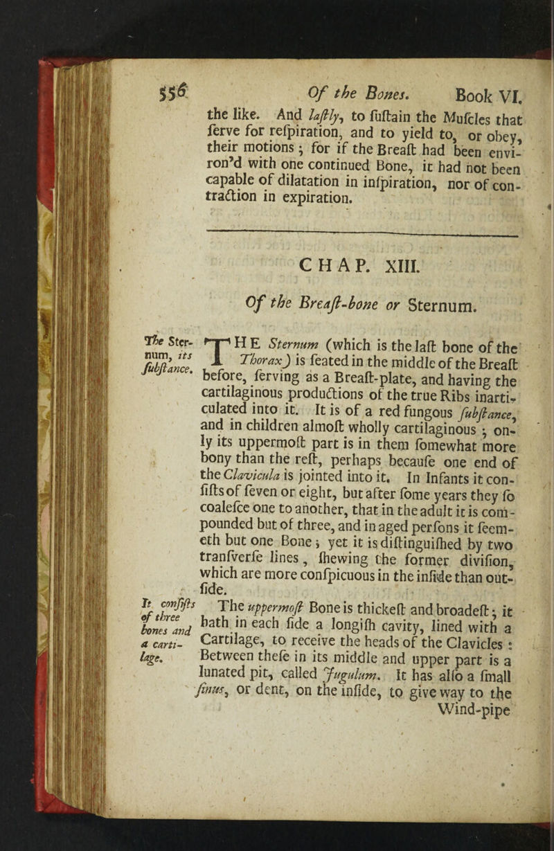 55^: Of the Banes. Book VI. the like. And lafly^ to lufbsin the IWulcles thnt ferve for refpiration, and to yield to, or obey their motions ^ for if theBreafl had been envi¬ ron’d with one continued Bone, it had hot been capable of dilatation in infpiration, nor of con- tradion in expiration. CHAP. XIII. Of the Breajl-hone or Sternum. Ster¬ num, its fubftance. The Sternum (which is thelafl: bone of the Thorax) is feated in the middle of the Breaffc before, ferving as a Breaft-plate, and having the cartilaginous produdions of the true Ribs inarti^ culated into it. It is of a red fungous fuhfianee^ and in children almofl wholly cartilaginous ^ on¬ ly its uppermoH: part is in them Ibmewhat more bony than the reft, perhaps becaufe one end of the Clavicula is jointed into it. In Infants it con- lifts of feven or eight, but after (bme years they fb coalefcc one to another, that in the adult it is coni - pounded but of three, and in aged perfons it feem- eth but one Bone j yet it isdiftinguiflied by two tranfverle lines, Ihewing the former divifion, which are more confpicuous in the inMe than out- lide. Jr Bone is thickeft and broadeft i it hnes and ^ longifli cavity, lined with a a cart;. Cartilage, to receive the heads of the Clavicles: /a^c. Between theft in its middle and upper part is a lunated pit, called Jugulum. It has allb a Imall ' Jinm^ or dent, on theinfide, to give way to the Wind'pipe