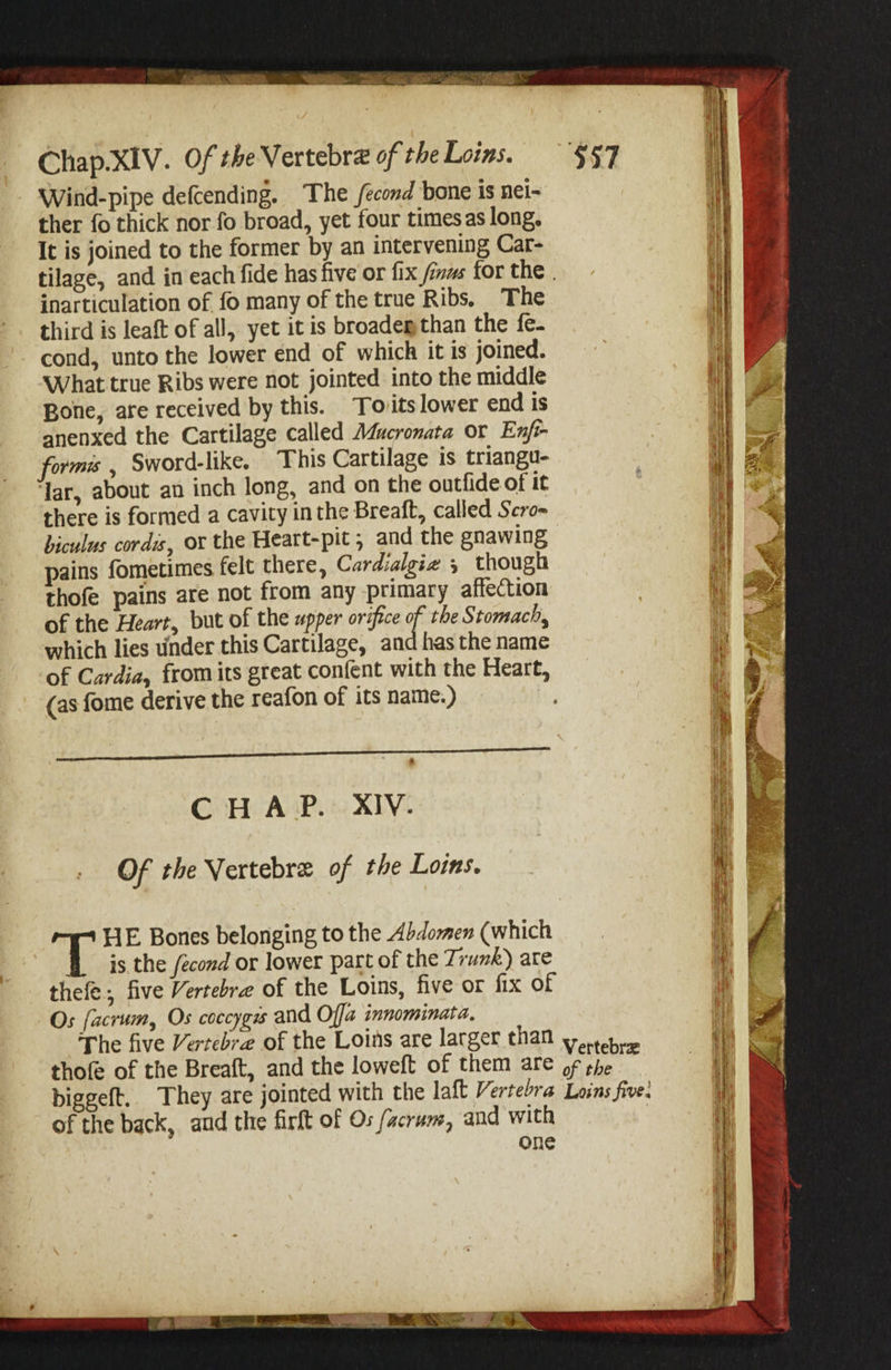 Chap.XiV. OftheVGxtthxxoftheLom. '5:57 Wind-pipe deicending. The fecond bone is nei¬ ther fo thick nor fo broad, yet four times as long. It is joined to the former by an intervening Car¬ tilage, and in each fide has five or fix finm for the inarticulation of fb many of the true Ribs. The third is leafl: of all, yet it is broader, than the le- cond, unto the lower end of which it is joined. What true Ribs were not jointed into the middle Bone, are received by this. Touts lower end is anenxed the Cartilage called Mucronata or Enfi- formis , Sword-like. This Cartilage is triangu- lar, about an inch long, and on the outCdeofit there is formed a cavity in the Breaft, called Scro- biculus cordisy or the Heart-pit, and the gnawing pains fometimes felt there, Cardlalgi^e i though thofe pains are not from any -primary afTeftion of the Hearty but of the u^j/er orifice of the Stomachy which lies u'nder this Cartilage, and has the name of Cardiay from its great confent with the Heart, (as Ibme derive the reafon of its name.) C H A ;P. XIV. Of the Vertebras of the Loins. TH E Bones belonging to the Abdomen (which is the fecond or lower part of the Trunk') are thefe •, five Vertebra of the Loins, five or fix of Or fdcrtimy Os coccygis and Offa innominata. The five Vertebra of the Loins are larger than thole of the Breaft, and the loweft of them are ^ ^ biggeft. They are jointed with the laft Vertebra uinsfivel of the back, and the firft of Os facrum, and with