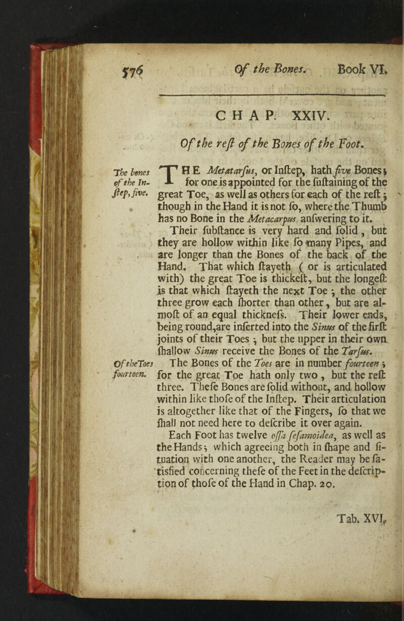 CHAP. XXIV. / \ Of the reft of the Bones of the Foot. The bones HT H E Met atarfus ^ hath^x'^ Boncsj of the in^ A for One is appointed for the fuftaining of the ftep,five, great Toe, as well as others for each of the reft j though in the Hand it is not lb, where the Thumb has no Bone in the anfwering to it. Their fubftance is very hard and folid, but they are hollow within like fo^any Pipes, and are longer than the Bones of the back of the Hand. That which ftayeth ( or is articulated with) the great Toe is thickeft, but the longeft is that which ftayeth the next Toe *, the other three grow each fhorter than other, but are al- moft of an equal thicknefs. Their lower ends, being round,are inierted into the Sinus of the firft joints of their Toes ^ but the upper in their Own Ihailow Sinus receive the Bones of the Tarfus. OftheToes The Bones of the Foes are in fourteen \ fourteen, for the great Tpe hath only two , but the reft three. Theft Bones areftlid without, and hollow within like thofe of the Inftep. Their articulation is altogether like that of the Fingers, lb that we lhall not need here to defcribe it over again. Each Foot has twelve ojjli fefamoidea^ as well as the Hands ^ which agreeing both in lhape and li- tuation with one another, the Reader may bela- 'tisfied concerning theft of the Feet in the defcrip- tion of thofe of the Hand in Chap. 20. Tab* XVI