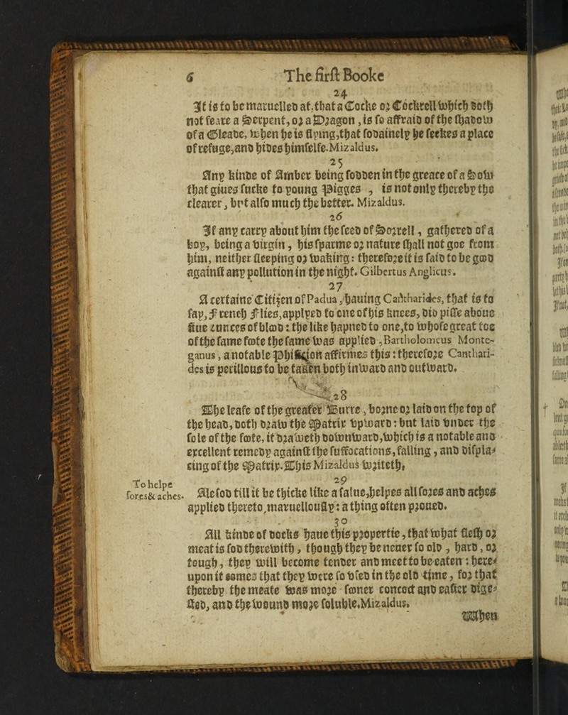 24 3(f id to be maruclleb af ,tbat a Cocke 0^ CockrcU U)i)tcb bof not feaie a Serpent, 0; aSD^agon As fo affraio of ti)c fl)a6ol» of a Cleaoe, fjets flpmg,ti)at fooainel^ lie feekejo a place ofcefHge,ano l)i5w|)inifelfe.MizaIdus* 25 0np kinoe of 0mber being foooen in tlie greace ofa^oln that gined fucbe f 0 poung pigges , is not oiUp tljccebp tlic clearer, bnt alfo mucb tlje better. Mizaldus. 26 3( anp carrp about bini tbe fceo of ^ojcel!, gatbcteo of a bop, bcingatjirgin, fjwfparme oj nature Iball not goc from bim, nettbetaeepingojtoafemg: tberefb;ettiafaiotobeg®t3 againlt anp pollution in t|ie ntgbf* Gilbcrtus Anglicus. 27 , J3 certaineCitifcn of Padua, bluing Cai^thariies, that to fo fapj^'rencb irlieo,applpei) to cneofbto bneeo, Dio pilTe abouc fiiuc cuncco of bl®D: tbe like bapneD to one,to tobofegreat toe oftbe fame tote fbe fame toas applteo ,Bartholomcus Monte- ganus, a notable pbi*4o« affirmes this t tberefo^e Canthari- desio pei'iUouoto betapnbotb inloarD ano outloarD* JEbDirafe oftbegreafet Burve .bo^nco^laiDontbefopof tbe bcaDjDofb D^ala tbe ^atrie bpioaro: bat lato bnoec tfje fo le of tbe tote, it D;ta vuetb DolontoarDjtDbtcb is a notable an 0 crcellent rcmcop again® ibe fuffocationo, falling, anD Difpla^ ting of tbe Spatrip-SCbisMizaldus Uj?itetb» 29 . aiefoD till it be fbicke like a falue4)e!pes allfo^eo anD acbecf appUeD tbereto,marueUouflp: atbtng often paoueD. . •' 30 ^lU kinDeofDockd bane this p?opertie,fbattobai tolboa meatisfoDtberctoitb»tbougbtbepbenener fo oId , barD, oj tougbi tbep toill become tenoer anDmeettobeeaten:bcre^ upon if wmeo that tbep toere fo bfeD in tbe olo time, foj tbaf tberebp tbemeate toaomo^e toner concoct anD eator Digc^ ®eD, anD tbetoounD mo^e foluble«Mizaldu$.