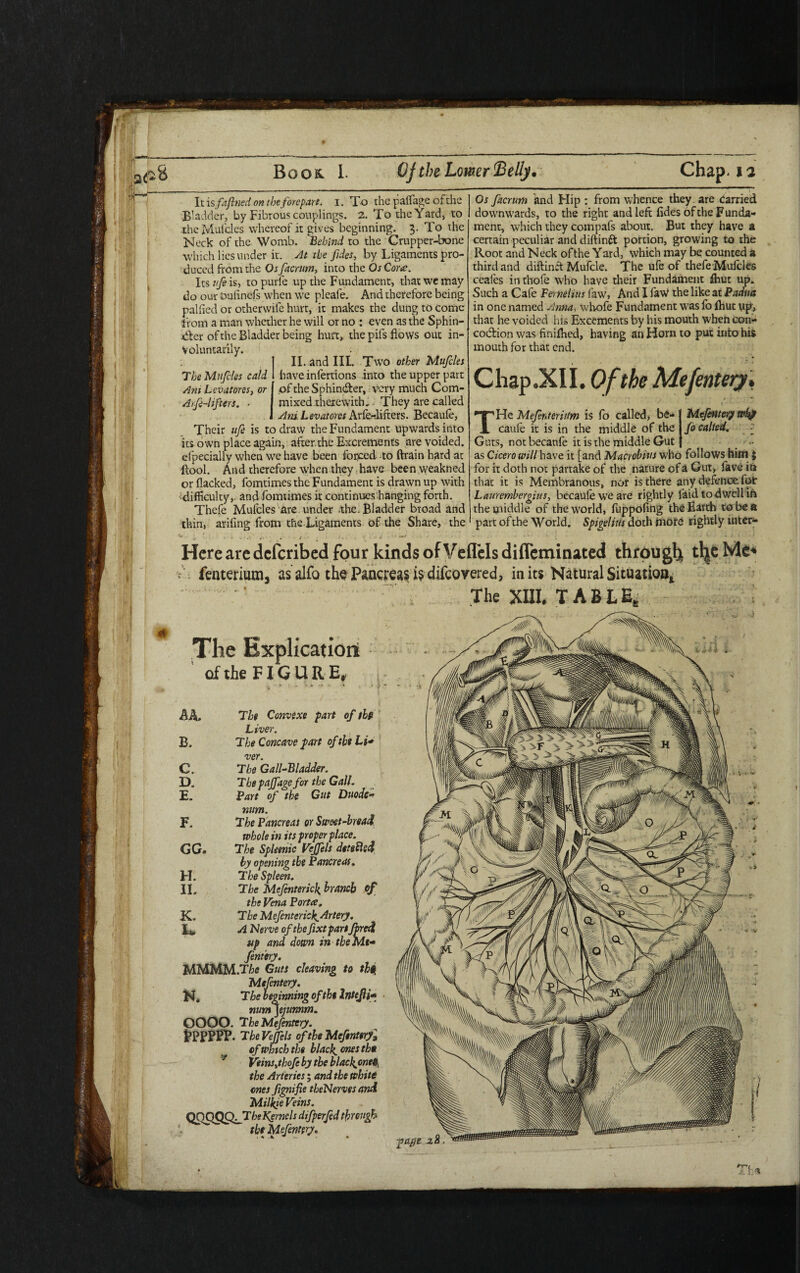 It is fafnedon theforepart, i. To the paflage ofthe Bladder, by Fibrous couplings. 2. To the Yard, to -the Mulcles whereof it gives beginning. 3. To the Neck of the Womb. Behind to the Crupper-bone which lies under it. At the ftdes, by Ligaments pro¬ duced from the Os facrum, into the Os Cora. Its 7^ is, to purfe up the Fundament, that we may do our bulinefs when we pleafe. And therefore being pallied or otherwife hurt, it makes the dung to conic from a man whether he will or no : even as the Sphin¬ cter of the Bladder being hurt, the pifs flows out in¬ voluntarily. II. and III. Two other Mufcles have infertions into the upper part of the Sphintfter, very much Com¬ mixed therewith, . They are called Am. Levatores Arfe-lifters. Becaule, Their ufe is to draw the Fundament upwards into its own place again, after.the Excrements are voided, efpecially when we have been forced to ftrain hard at flool. And therefore when they have been weakned or flacked, fomtimes the Fundament is drawn up with difficulty,, and fomtimes it continues hanging forth. Thefe Mulcles are. under the. Bladder broad and thin, arifing from the-Ligaments of the Share, the The Mufcles cald Am Levatores, or Arfe-lifters. ■ Os facrum and Hip : from whence they are carried downwards, to the right and left fides of the F unda- ment, which they compafs about. But they have a certain peculiar and diftinft portion, growing to the Root and Neck ofthe Yard, which may be counted a third and diftinft Mufcle. The ufe of thefe Mulcles ceales inthofe who have their Fundament fhut up. Such a Cafe Femlius law, And I faw the like at Padua in one named Anna, wbofe Fundament was fo fliut up, that he voided his Excements by his mouth when con- codtion was finiflied, having an Horn to put into his mouth for that end. Chap.XII. Ofthe Mefentery. THe Mefenteriitm is fo called, be- ( Mefentery wfy caufe it is in the middle of the l fo called. : Guts, not becanfe it is the middle Gut} _ - as Cicero will have it [and Macrobius who follows him $ for it doth not partake of the nature of a Gut, fave in that it is Membranous, nor is there any defence fot Laur ember gilts, becaule we are rightly laid to dwell ift the middle of the world, luppofing the Earth to be a part of the World. Spigelius doth more rightly inter** Here are deferibed four kinds of Vefl'els difleminated through - fenterium, as alfo the Pancreas is difeorered, in its Natural Situation, The XIII. TABLE, The Explication ofthe FIGURE, j A A. The Convixe part of the Liver. B. The Concave pan of tU Li* ver. C. The Gall-Bladder. D. Tbepaffage for the Gall. E. Part of the Gut Duode* num. F. The Pancreas or Sweet-bread whole in its proper place. GG» The Spletnic Veffels detetted by opening the Pancreas. H. The Spleen. IL The Mefenteric\ branch of the Vena Porta. K. The Mefenterick^ Artery. lv A Nerve ofthe fixtpart Jpredi up and down in the Me* Jent'try. MMMM.Tk Guts cleaving to tUj Mefentery. N. The beginning of the Intejli«• mm\e]unnm. OOOO. The Mefentery. fcPPPFP. The Veffels of the Mcfinteryl of whtcb the blacky ones the Veinsjhofe by the b lac lionets, the Arteries; and the white ones fignifie theNerves and Milkie Veins. QQQQCLTheKgrnels difperfed through ^ the Mefentery.