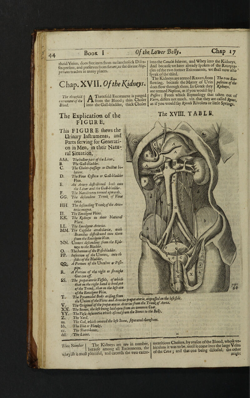 rhoid Veins, does free men from melancholick Dilea- fes prelent, and prefcrves from future,as the divine Hip¬ pocrates teaches in many places. Chap. XVII. Of the Kidneys. The threefold excrement of the Blood. Threefold Excrement is purged „ .. from the Blood; thin Choler into the Gall-bladder, thick Choler A into the Canalis bilarius, and Whey into the Kidneys. And becaufe we have already fpoken of theRecepta- ' cles of the two former Excrements, we ftiall now alfo ' fpeak of the third. The true Ex- pofition of the Kidneys. The Explication of the FIGURE. This FIGURE fhewsthe Urinary Inftruments, and Parts ferving for Generati¬ on in Men, in their Natu¬ ral Situation.. ; AAA. The hollow part of the Liver. B. The Gall-bladder. C. The Cbolor-pajfage orDuftus bi- larius. The Vena Cyjlica or Gall-bladder Vein. An Artery difiributed both into the Liver and the Gall-bladder. The Navil-vein turned upwards. The dependent Trunk, of Vena cava. The defending Trimlgof the Arte- The Kidneys arc termed RENES,from flowing, becaufe the Matter of Urin does flow through them. In Greek they are termed N epbroi, as if you would fay Piffers: From which Etymology that taken out of Varroy differs not much. viz. that they are called Irenes, as if you would fay Bjvuli Rivolets or little Springs. * The XVIII. TABLE. D. E. F. GG. HH. teria magna. II. The Emulgent Veins KK. The Kidneys in their Natural Place. LL. The Emulgent Arteries. MM- The Capful* atrabilaria, with Branches dijlnbuted into them from the Emulgent Vein. jbJN. Ureters defcendmg from the Kid* neys to the Bladder. O. The bottom of the Pif-bladder. PP. lnfertion of the Ureters, into th fides of the Bladder. QSL A Portion of the Urachus or Pifs- pipe. . R. A Portion of the right or Jtraigkt Gut cut off. SS. The preparatorie Veffils, of which that on the right hand is bredput of the Trunk.> that on the left out of the Emulgent Vein V. XX. YY. Z. aa. bb. cc. dd. The Original of the preparatorie Arteries from the Trunk.of Aorta. The Stones the left being laid open from its common Coat. The Vafa defmntia which afcendfrem the Stones to the Belly. The which covered the left Stone, Separated therefrom. The Ilia or Blank!* The Share-bones. ■The Loins.  Their Number 1 The Kidneys are two in number, I becaufe among all Excrements, the \vhe>ifh is moft plentiful, and exceeds the two excre- mentitious Cholers,by reafon of the Blood, whofe ve- hiculum it was to be, until it come into the large Veins of the Cava } and that one being diieafed, the other