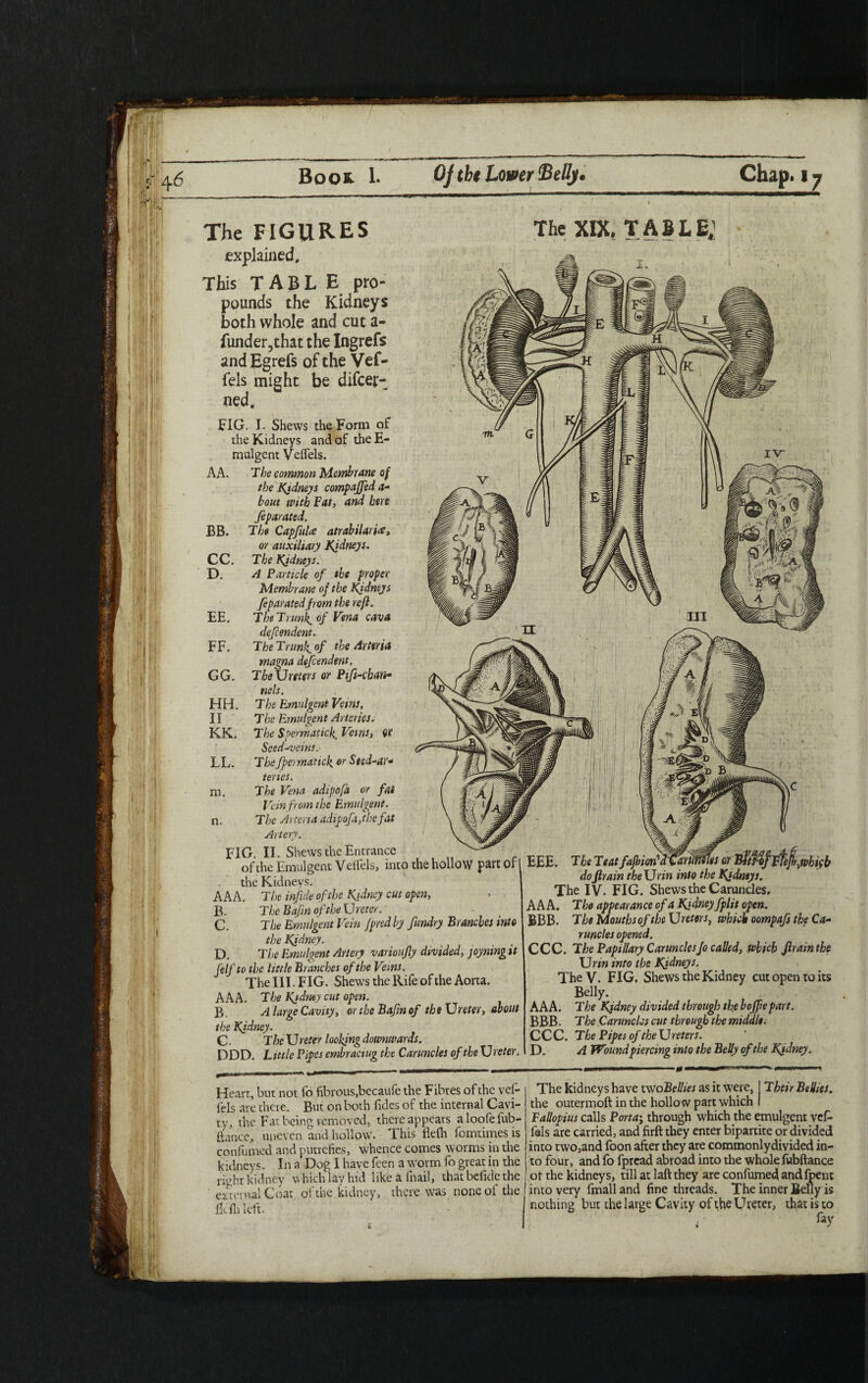 The FIGURES explained. This TAHE pro¬ pounds the Kidneys both whole and cut a- funder?that the Ingrefs andEgrefs of the Vef- fels might be difcej;- ned. FIG. I. Shews the Form of the Kidneys and of theE- mulgent Veflels. AA. The common Membrane of the Kidneys compaffed a- bout with Fat, and here Separated. BB. The Capful# atrabilari#, or auxiliary Kidneys. CC. The Kjdneys. D. A Particle of the proper Membrane of the Kidneys Separated from the reft. EE. The Trunks of Vena cava defen dent. FF. The Trimly of the Ay teria magna defcendent, GG. The Ureters or Pifs-chan• nels. HH. The Emulgcnt Veins, II The Emulgent Arteries. KK. The Spermattck. Veins, W Seed-veins. LL. Thefpermanck or Seed-ar¬ teries. m. The Vena adipofa or fat Vein from the Emulgent. n. The Artena adipofafhefat Artery. FIG II. Shews the Entrance of the Emulgent Veflels, into the hollow fart of the Kidneys. AAA. The infide of the Kidney cut open, B. The Bafm of the Ureter. C. The Emulgent Vein Jpred by fundry Branches into the Kidney. D. The Emulgent Artery varioufty divided, joyning it [elf to the little Branches of the Veins. The III. FIG. Shews the Rife of the Aorta. AAA. The Kidney cut open. B. A large Cavity, or the Bafm of the Ureter, about the Kidney. C • TheU reter looking downwards. POD. Little Pipes embracing the Caruncles of the Ureter. The XIX. TABLE' EEE. Tie hatfajbion' . _ do Jlrain the Ur in into the Kidneys. The IV. FIG. Shews the Caruncles. AAA. The appearance of a Kidney fplit open. BBB. The Mouths of the Ureters, which oompafs the Ca¬ runcles opened. CCC, The Papillary Caruncles Jo called, which Jlrain the Urin into the Kidneys. TheV. FIG, Shews the Kidney cut open to its Belly. AAA. The Kidney divided through th,e boffepart. BBB. The Caruncles cut through the middle. CCC. The Pipes of the Ureters. D. A Wound piercing into the Belly of the Kidney. Heart, but not fo fibrous,becaufe the Fibres of the vel- fels are there. But on both Tides of the internal Cavi¬ ty, the Fat being removed, there appears aloofefub- ftancc, uneven and hollow. This flefh fomtimes is confirmed and putrefies, whence comes worms in the kidneys. In a Dog I have feen a worm fo great in the rir.ht kidney V\ hich lay hid like a inail, that befidethe external Coat of the kidney, there was none ot the fldh left. £ The kidneys have two Bellies as it were, j Their Bellies. the outermoft in the hollow part which I Fallopius calls Porta-, through which the emulgent vef- fals are carried, and firft they enter bipartite or divided into two,and foon after they are commonlydivided in¬ to four, and fo fpread abroad into the wholefubftance ot the kidneys, till at laft they are confirmed andfpent into very fmall and fine threads. The inner Belly is nothing but the large Cavity of the Ureter, that is to