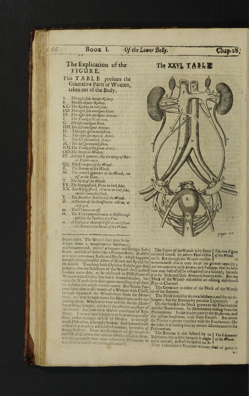 Book h 0/(be Lower Belly. ■ 1 ■' >W> j» • The Explication of the FIGURE. This T ABLE prefents the Generative Parts of Women, taken out of the Body. The right fide deputy-Kidney. The lef t deputy-Kidney. The Kidney on both Jides. The right Jidc emulgent Veins. The right fide emulgent Arteries. I he TrunlgofVenci cava. The left emulgent Vein. ■The left emulgent Arteries. The rightfpermatickfVein. The right fpermaticf Artery. The leftfpermatief Artery. The left/permatidgVein. .The Trunlgofthe great Artery. .The Stones in Women. A broad Ligament, like the wings of Bats or Flitter-mice. The Trumpets of the Womb. The Bottom of the Womb. A. B. CC. DD. EE. F. G. HH II. K. L. M. . NN GO PP. SS. The round Ligaments of the Womb, cut T. VV. XX Y. Z. aa. b'b, cc. of at the ware. The Nee f of the Womb. The Uypogaftncf Veins on both fides. . T he Llypogajlncf Arteries on both Jldes, carried unto the Nccf. The Sheath or Scabber d of the Womb. A Portion of the InteJHuum rehium, or Arfe-gj.it. The X]rotors out off. The Vafapampiniformia, orVejfels crif- ped like the Tendrels of a Vine. A Paffage or deferent Veffel to cany from the Stones to the Hows of the Womb. Th« XXVI XAihB fingers thick.' The Womb does then fo far depart from a membranous Subftance, and becomes red, and of a fungous and fpuneie Sub- fiance, and full of boles like a Piunke-ftonc, divisible as it were into many Barks and Shells; which happens bccau e of the plentiful Afflux ofBlood end Spirits for the Child Touching both Opinion Mabsnim thus judges; that the Subftance of the Womb does indeed become more thin as he obferved in Diflldtionsof Women with Child; but that it feemed thicker, be- c.nde the W omb-uver does grow exceeding clofe ther- 10> a«d that this might deceive many. But Nicolas Fon- tauus rates, that m the womb of a Woman with Child, !‘e !iain ieparaxed the'Womb-liver from the Mem¬ brane, and that he hath found the Membrane to be ex¬ ceeding thick. Which may very well be, for the Mem¬ brane being fpungic, drinks in the affluent moifture of hettomb, and puts on a thicker condition of Sub-' >;ancc. 11 ac any time it happen to be prseternaturally 1 tmn either mvough deficit of Humor, or through much D.ftcnhon, it is cafily broken. And Salmutb hath evhuved as much in a Childbed woman, by reafon of *tr0;a' rot4ers- -°'v die Subftance of the womb is! The true Figure of the Womb, VT tlucl- ft of rill about the internal Orifice,which is (trait, rt.i tnce proceeds that fame admirable Dilatation in The Figure oftheWomb isbyfbme counted round, by others Pear-fafoi, on’d, But though the Womb encline to roundnels that it may be of the greater capacity * yet we conceive with $oranns and Fallopius, that its botl tom may beft of all be refembled to a Gourd; becaufe it is by little and little ftraitned downwards. But the Neck of the Womb refembles an oblong and round Pipe or Channel. The Connexion is either of the Neck oftheWomb or of the Bottom. The Neck is tied by its own fubftance,and by mem¬ branes ; but the Bottom by peculiar Ligaments. j On the forefide the Neck grows to the Ptfs-bJadder and the Share-bones, by Membranes arifing from the 1 eritonxum. In the hinder part to the Os factum, and the rechini lntefmum, with focne Fatnels. But about the Privity it grows together with the Fundament. On die hdes, it is loofely knit by certain Membranes to the Peritonaeum. The Bottom is not faftned by its Subftance, but is free, becaufe it owghr to be moved, as frail be faid in its A- ' on (wherefore a Venetian woman di«d of gains in her a: >., The Ligaments of the Womb.