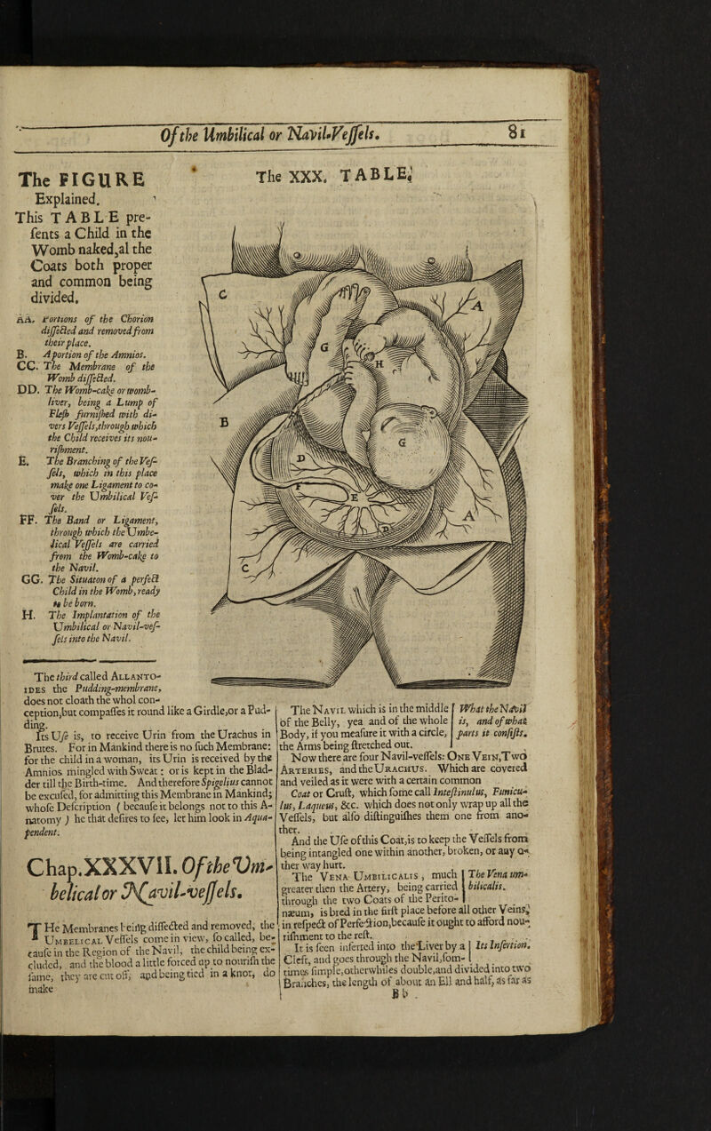 The FIGURE Explained. This TABLE pre- fents a Child in the Womb naked5al the Coats both proper and common being divided. Art, Portions of the Chorion differed and removed from their place. B. A portion of the Amnios. CC» The Membrane Womb differed. DD. The Womb-cake orwomb- liver, being a Lump of Flejb furmjbed with di¬ vers Vejfelsthrough which the Child receives its nou- rifhment. The Branching of the Vef- fels, which in this place make one Ligament to co¬ ver the Umbilical Vef- fels. FF. The Band or Ligament, through which the Umbe- Jical Vejfels are carried from the Womb-cake to the Navil. GG. The Situatonof a perfett Child in the Womb, ready H be born. The Implantation of the Umbilical or Navil-vef- fels into the Navil. The third called Allanto¬ ides the Pudding-membrane does not cloath the whol con¬ ception, but compaffes it round like a Girdle,or a Pud¬ ding. ltsUfe is, to receive Ur in from the Urachus in Brutes. For in Mankind there is no fuch Membrane: for the child in a woman, itsUrin is received by the Amnios mingled with Sweat: oris kept in the Blad¬ der till the Birth-time. And therefore Spigelius cannot be excufed, for admitting this Membrane in Mankind; whofe Defcription ( becaufe it belongs not to this A- natomy ) he that defires to lee, let him look in Aqua- pendent. Chap.XXXVII .OfiheVm- helical or bhfavil-vejjels. THe Membranes beirtg diffe&ed and removed, the Umbelical VeiTels come in view, fo called, be¬ caufe in the Region of the Navil, the child being ex¬ cluded, and the blood a little forced up to nounfn the fame, they are cut off, apd being tied in a knot, do make The Navil which is in the middle WhattheN&il of the Belly, yea and of the whole is, and of what: Body, if you meafure it with a circle, farts it confifls. the Arms being ftretched out. Now there are four Navil-velTels; One Vein,T wo Arteries, and the Urachus. Which are covered and veiled as it were with a certain common Coat or Cruft, which fome call Intefiinulus, Funicu¬ lus, Laqueus, &lc. which does not only wrap up all the VeiTels, but alfo diftinguilhes them one from ano¬ ther. . And the Ufe ofthis Coat,is to keep the VeiTels from being intangled one within another, broken, or aay ther way hurt. The Vena Umbilicalis, much 1 The Vena um* greater then the Artery, being carried | bihcalis. through the two Coats of the Perito- | nteunij is bred in the firft place before all oilier Veins,' in refpedt of PerfeTTion^ecaufe it ought to afford nou- rilhment to the reft. • It is Teen infertedinto the'Liver by a Its Infection. Cleft, and goes through the Navil,fom- I times fimple,otherwhiles double,and divided into two Branches, the length of about Jin EU and half, as far as Bb . II /