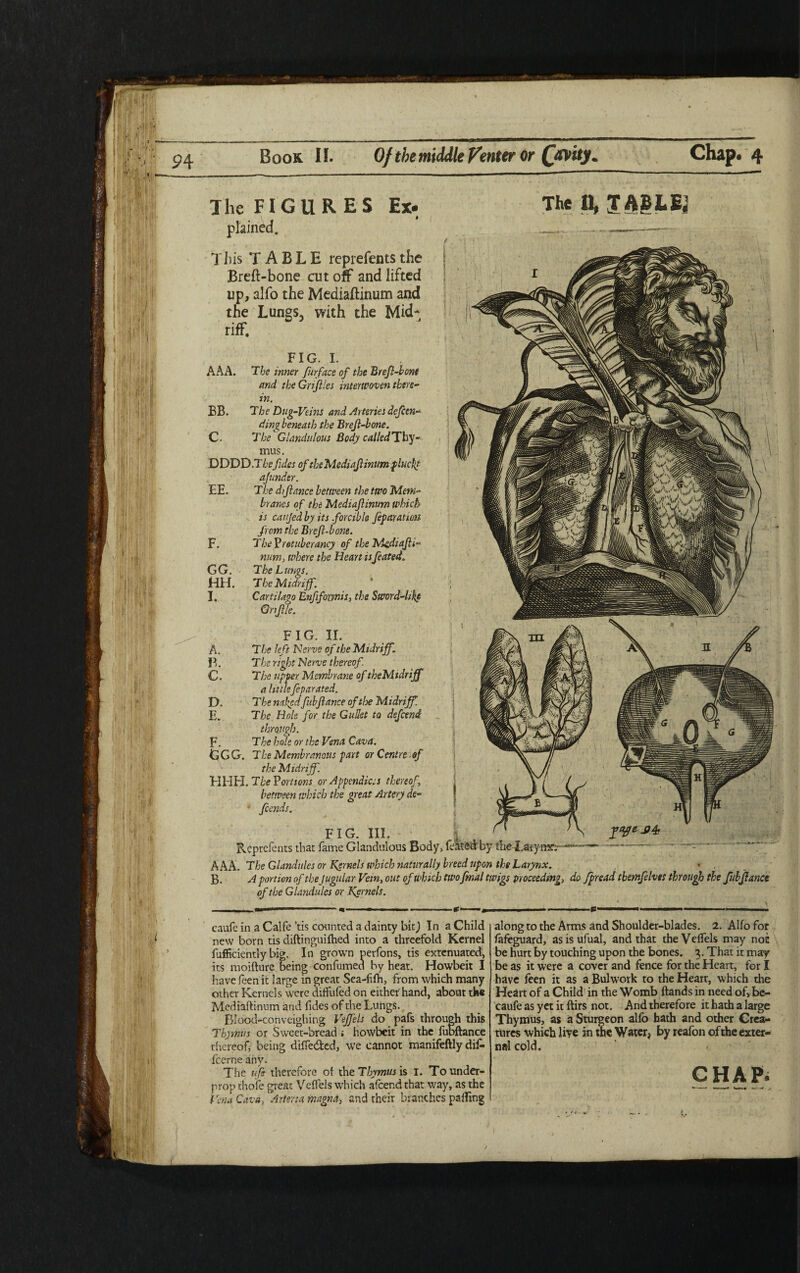 The FIGURES Ex- plained. This TABLE reprefents the Breft-bone cutoff and lifted up, alfo the Mediaftinum and the Lungs, with the Mid¬ riff. The 11, IABLEJ AAA. FIG. I. The inner furface of the Brefi-bont and the Grifiles interwoven there¬ in. The Dug-Veins and Arteries defen- ding beneath the Brefi-bone. C- The Glandalous Body called Thy¬ mus. DDDD.T&efides of theMediafiinumpluckj ajunder. The difiance between the two Mem¬ branes of the Mediafiinum which is caujedby its forcible fiparatiott from, the Brefi-bone. The Yrotuberancy of the M<diafii- num, where the Heart is feated. The Lungs. The Midriff. Cartilage Enfifounis, the Sword-likt Gnfile. F. GG. HH. I. FIG. II. The left Nerve of the Midriff. The right Nerve thereof. The upper Membrane of theMidriff a littlefiparated. The naked fubfiance of tire Midriff. The Hole for the Gullet to defend through. The hole or the Vena Cava. The Membranous part or Centre of the Midriff. HHH. The Portions or Appendices thereof between which the great Artery de¬ fends. A. P. C. D. E. F. GGG jage.j)4f FIG. III. Reprefents that fame Glandalous Body, feated by the-TatyrHrr- AAA. The Glandules or Kernels which naturally breed upon the Larynx. B. A portion of the Jugular Vein, out of which two final twigs proceeding, do fpread themfelves through the fubfiance of the Glandules or Kernels. caufe in a Calfe ’tis counted a dainty bic^ In a Child new born tis diftinguifhed into a threefold Kernel fufficiently big. In grown perfons, tis extenuated, its moifture being confirmed by heat. Howbeit I have feen it large in great Sea-fifh, from which many other Kernels were diffufed on either hand, about the Mediaftinum and fides of the Lungs. Blood-conveighing Vejfels do pafs through this Thymus or Sweet-bread i howbeit in the fubftance thereof, being differed, we cannot manifeftly difi> feerne any. The ufs therefore of the Thymns is i. To under¬ prop thole great Veffels which afcer.d that way, as the Vena Cava, Artena mama, and their branches palling along to the Arms and Shoulder-blades. 2. Alfo for fafeguard, asisufual, and that the Veffels may not be hurt by touching upon the bones. 3. That it may be as it were a cover and fence for the Heart, for I have feen it as a Bulwork to the Heart, which the Heart of a Child in the Womb ftands in need of, be- caufe as yet it ftirs not. And therefore it hath a large Thymus, as a Sturgeon alfo hath and other Crea¬ tures which live in the Water, by reafon of the exter¬ nal cold. CHAP.