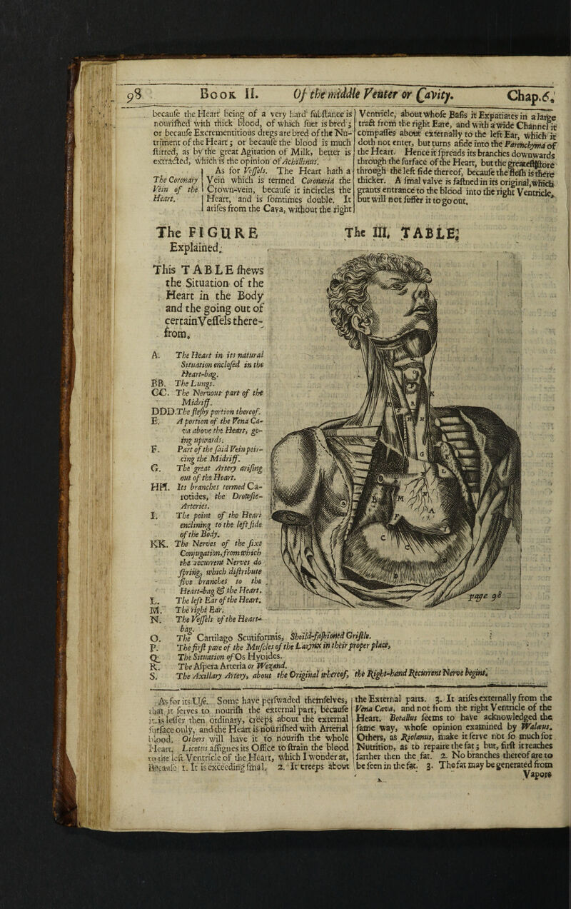 becaufe the Heart being of a very hard fulflance is nOimfhed with thick blood, of which fuet is bred ^ or becaufe Excrementitious dregs are bred of rh* Nu¬ triment of the Heart; or becaufe the blood is much ftirred, as by the great Agitation of Milk, better is extracted, Which is the opinion of Ackillinus. As for Veffels. The Heart hath a The Co-ternary Vein which is termed Coronarid the Vein of the Crown-vein, becaufe it ihcircles the Heart. Heart, and is fomtimes double. It arifes from the Cava, without the right Ventricle, about whofe Bafis it Expatiates in a large traft from the right Eare, and with a wide Channel it compares about externally to the left Ear, which it doth not enter, but turns afide into the Parenchyma of the Heart. Hence it fpreads its branches downwards through the furface of the Heart, but the greateflfftore through the left fide thereof, becaufe the fiefli is there thicker. A fmal valve is faftned in its original,which grants entrance to the blood into the right Ventricle but will not fuffer it to go out. The FIGURE The III, TABLEJ Explained. This T A B t E fhews the Situation of the Heart in the Body and the going out of certainVeifels there¬ from, A. The Heart in its natural Situation enclofed in the Heart-bag. BB. The Lungs. CC. The Nervous--part of the Midriff. DDD.The flejhy portion thereof. E. A portion of the Vena Ca¬ va above the Heart, go¬ ing upwards» F. Part of the faid Vein par¬ ting the Midrijf. G. The great Artery arifing out of the Heart. HH. Its branches termed Ca~ rotides, the Drowfie- Arteries. I. The point of the Heart enchning to the left fide of the Body. KK. The Nerves of the fixe Conjugation, from which the ■recurrent Nerves do fpring, which dijlnbute five branches to the , Heart-bag & the Heart. L. The left Ear of the Heart. JVL The right Ear. N. The Veffels of the Heart-* bap. y O. The Cartilago Scutiformis, Sbtild-fajhioritd Grijlle. t P. T hefirjl pare of the Mufcles of the Larynx in their proper place, Cf The Situation of Os Hyoidcs. R. The Afpera Arteria or We^and. . , . , S. The Axillary Artery, about the Original whereof, the Bight-hand ^current Nerve begins. As for its Ufe. Some have perfwaded thetnfelves, that it fetves to nourifh the external part, becaufe it.isldfer then ordinary, creeps about the external furface only, and the Heart is noUrifhed with Arterial blood. Others will have it to nourifh the whole Heart, Licctus affignes its Office to ftrain the blood to the left Ventrtde of the Heart, Which I wonder at, Bdauie i. It is exceeding fmal, 2. It creeps about the External parts, 3. It arifes externally from the Vena Cava, and not from the right Ventricle of the Heart. Botallus feems to have acknowledged the fame way, whofe opinion examined by WaUus. Others, as Bid anus, make itferve not fo much for Nutrition, as to repaire the fat; but, firft it reaches farther then the fat. 2. No branches thereof are to be feen in the fat. 3. The fat may be generated from • Vapor*