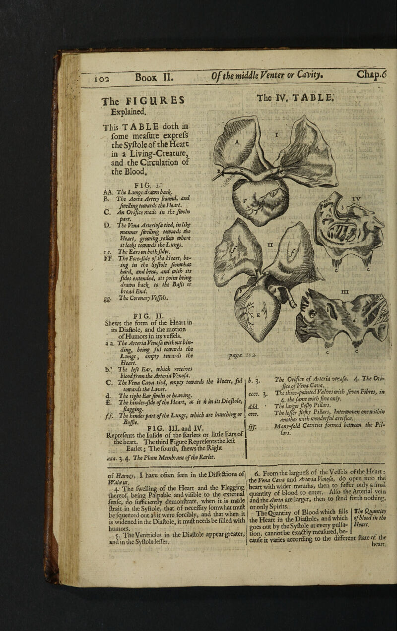 c. D. e e. FF. The FIGURES Explained. This TABLE doth in fome meafure exprefs the Syftole of the Heart in a Living-Creature, and the Circulation of the Blood, FIG. A. A A. The L wigs drawn bad(. B. The Aorta Artery bound, and Jwelling towards the Heart. An Orifice made in the fwoln fart. The Vena Arteriofa tied, in like manner Jwelling towards the Heart, growing yellow where it looks towards the Lungs. The Ears on bothfidts. The Pore-fide of the Heart, be* ing in the Syjlole fomwhat hardy and bent, and with its fides extended, its point being drawn back. t0 Bafts or broad End. gg. The Coronary Vejfels. FIG. II. Shews the form of the Heart in its Diaftole, and the motion of Humors in its veffels. a a. Tbe Arteria Vcnofa without bin¬ ding., being ful towards the Lungs, empty towards the faSe Heart. b.' The left Ear, which receives blood from the Arteria Venofa. C. The Vena Cava tied, empty towards the Heart, ful towards the Liver. d. The rightEarJwoln or heaving. E. The hinder-fide of the Hearty as it it in its Diajlole, flagging. ff. The hinder part of the Lungs, which are bunching or Boffie. FIG. III. and IV. Reprelents the Infide of the Earlets or little Ears of the heart. The third Figure Reprefents the left Earlet; The fourth, {hews the Right aaa. 3.4. The Plane Membrane of the Earlet. The IV. TABLE.1 '102, 5. cccc. 3. ddd. ' eeee. fff The Orifice of Arteria vcrjfa. 4. The Ori¬ fice of Vena Cava. The three-pointed Valves with /even Fibres, in 4. the fame with five only. The larger fiejhy Pillars. The lejfer fiejhy Pillars, Interwoven one within another with wonderful artifice. Many-fold Cavities formed between the Pil¬ lars. of Harvey, I have often feen in the Diflettions of j WaUus. . | 4. The Iwelling of the Heart and the Flagging thereof, being Palpable and vifible to the external, ienfe, do lufficiently demonftrate, when it is made ftrait in the Syftole, that of neceflity fomwhat muft be iqueezed out as it were forcibly, and that when it is widened in the Diaftole, it muft needs be filled with humors. y. The Ventricles in the Diaftole appear greater, and in die Syftole letter. 6. From the largnefs of the Veflels of the Heart: the Vena Cava and Arteria Venofa, do open into the heart with wider mouths, then to fuller only a fmai quantity of blood to enter. Alfo the Arterial vein and the Aorta are larger, then to fend forth nothing, or only Spirits. The Quantity of Blood which falls the Heart in the Diaftole, and which goes out by the Syftole at every pulia¬ tion, cannot be exaeftlymeafured, be- caufe it varies according to the different irate ot the The Quantity of blood in tbs Heart.