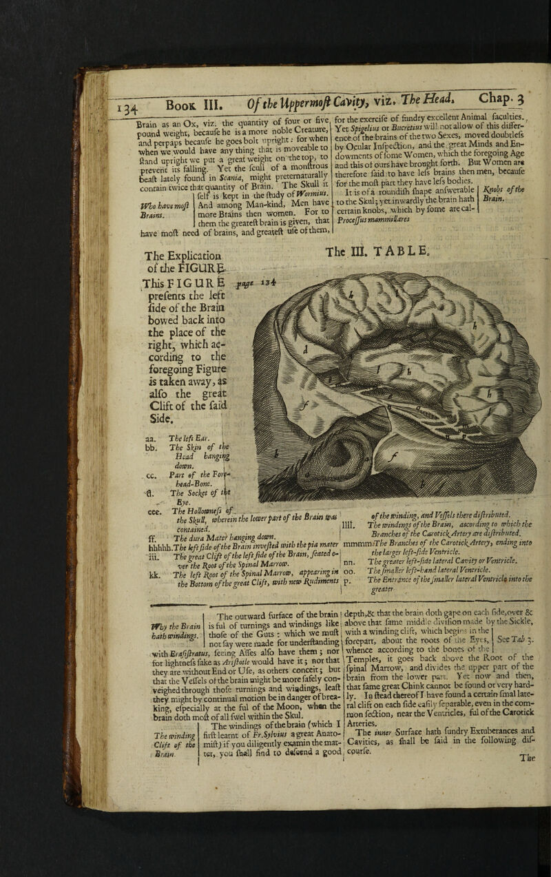 Brain as an Ox, viz. the quantity of four or five pound weight, becaufe he is a more noble Creature, andperpaps becaufe he goes bolt upright: for when when we would have any thing that is moveable to ftand upright we put a great weight on the top, to prevent its falling Yet the fcull of a monftrous beaft lately found in Scania, might preternaturaUy contain cwice that quantity of Brain. The Skull it felr is kept in theftudy of Wormius. And among Man-kind, Men have more Brains then women. For to them the greateft brain is given, that , r, - _nf Who have mojl Brains. Kavp mnft’ need nf brains, and createft • _ _— — ■■ — ■■ ■■ — 7 forthe exercife of fimdry excellent Animal faculties., Yet Spigelius or Btierctius will notallow of this differ¬ ence of the brains of the two Sexes, moved doubtlefs by Ocular Jnfpedicn, and the great Minds and En¬ dowments of fome Women, which the foregoing Age and this of ours have brought forth. But Women ar« therefore laid. to have lefs brains then men, becaufe for the mod part they have lefs bodies. It is of a roundifh fhape anfwerable to the Skul; yet inwardly the brain hath certain knobs, which by fome are cal- Procejfus mammillares .Knobs oftbe Brain. 1 The Explication of the FIGURE This FIGURE py* prefents the left lide of the Brain bowed back into the place of the right, which atf cording to tl foregoing Figuic is taken away, as alfo the great Clift of the faid. Side. a. The left Ear. b. The Skin of the Head hanging down. c. Part ef the Forf- head-Bone. 1. The Socket of ** Eye. :ee. The Hollownefs of. • , 0 . ^ the Skull, wherein the lower fart of the Bram was contained. Ff. The dura Mater hanging down. hhhhh.T/be leftfide of the Bram invefted with the pa mater til. The great Clift of the left fide of the Bram, feated o- ■ ver the Boot of the Spinal Marrow. kk. The left Boot of the Spinal Marrow, appearing in the Bottom oftbe great Clift, with new Bpdmtents The IB. TABLE. of the winding, and Veffels there diflributed. 1111. The windings of the Bram, according to which the Branches of the Carotick^Artery are diflributed. mmmmiThe Branches of the Carotick^Artery, ending into the larger left-fidc Ventricle. nn. The greater left fide lateral Cavity or Ventricle. oo. TheJmaHer left-hand lateral Ventricle. p. The Entrance of thejmaller lateral Ventricle, into the i greater Why the Brain hath windings. The outward furface of the brain | depth,& that the bram doth gape on each fide,over & isful of turnings and windings like ; above that fame nudd e divifion made by tne Sickle, thofe of the Guts: which we muft i with a winding clifr, which begin? in the - - ' ~ ’• '■ r the roots of the Eyes, not fay were made for underftanding l forepart, about th ■, feeing Aflfes alfo have them j nor 1 whence according See Tab With feemg Alfa alfo have them; nor I wneuce accoramg to tne bones of the for lightnefs fake as Anjlolle would have it; nor that i Temples, it goes back above the Root of the V are without End or Ufe, asothers conceit; but fpmal Marrow, and divides the they «rv --—, - - that the Veffels of the brain might be more fafely con- veighed through thofe turnings and windings, leaft they might by continual motion be in danger of brea¬ king, efpecially at the ful of the Moon, whan the brain doth moft of all fwel within the Skul. The windings of the brain (which I firft learnt of Fr.Sylvius a great AnatO' The winding Clift of the Bram upper part of the brain from the lower part. Yet now and then, that fame great Chink cannot be found or very hard¬ ly. In ftead thereof I have found a certain fmal late¬ ral clift on each fide eafily feparable, even in the com¬ mon fedion, near the Ventricles, ful of the Carotick Arteries. nut learnt or tr.oyivtm The inner 'Su r faceha A undry Ex tuberances an mift) if you diligently examin the mat- Cavities, as fhall be faid m the following dif- vou fhall find to dafeend a good j epurfe. _ * i I he