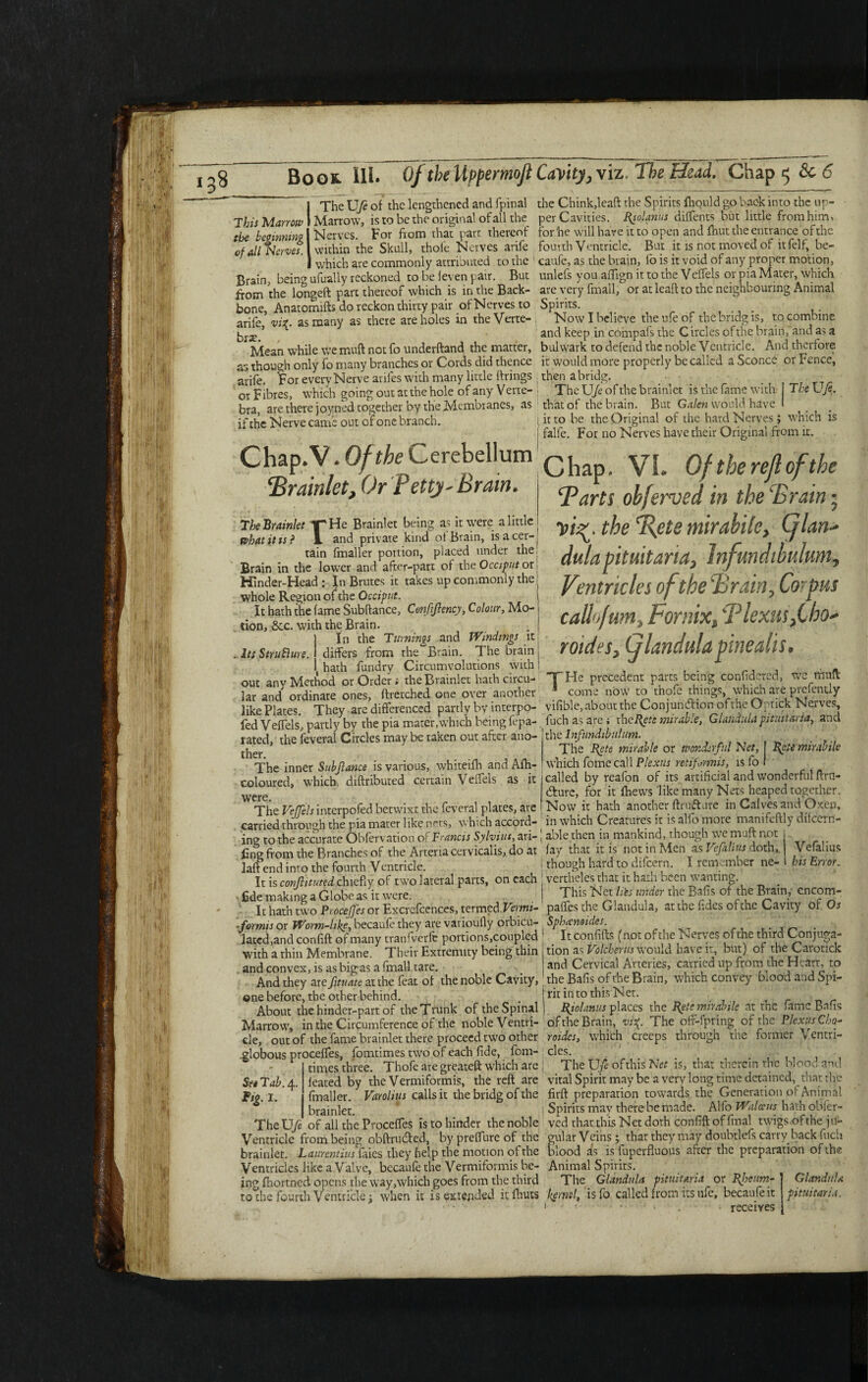 *3* This Marrow tbe beginning of all Nerves. The XJfe of the lengthened and fpinal Marrow, is to be the original of all the Nerves. For from that parr thereof .within the Skull, thole Nerves arife 1 which are commonly attributed to the Brain, being ufually reckoned to be levenpatr. But from the longeft part thereof which is in the Back¬ bone, Anatomifts do reckon thirty pair of Nerves to arife, vi%. as many as there are holes in the Verte¬ brae. , Mean while we muft not fo underftand the matter, as though only fo many branches or Cords did thence arife. For every Nerve arifes with many little firings or Fibres, which going out at the hole of any Verte¬ bra, are there joyned together by the Membranes, as if the Nerve came out of one branch. Chap.V. Of the Cerebellum !Brainlet, Or Petty-Brain. THe Brainlet being a^ it were a little and private kind ot Brain, is a cer- The Brainlet what it is? _ — r- - tain fmaller portion, placed under the Brain in the lower and after-part of the Occiput or Hinder-Head : In Brutes it takes up commonly the whole Region of the Occiput. It hath the fame Subftance, Cmfifiency, Colour, Mo¬ tion, See. with the Brain. In the Turnings and Windings itj . Its Strufture. differs from the Brain. The brain j hath fundry Circumvolutions with i out any Method or Order; the Brainlet hath circu¬ lar and ordinate ones, flretched one over another like Plates. They ■ are differenced partly by interpo- fed Veffels, partly by the pia matcr.which being fepa- i ated, the feveral Circles may be taken out after ano¬ ther. The inner Subfiance is various, whiteiflr and Alh- coloured, which diftributed certain Veffels as it were. _ , , The Veffels interpofed betwixt the feveral plates, are carried through the pia mater like nets, which accord¬ ing to the accurate Obfervation or Francis Sylvius, ari- jfing from the Branches of the Arteriacervicalis, do at laft end into the fourth Ventricle. It is confiitutcdchiefly of two lateral parts, on each fide making a Globe as it were. It hath two Proceffes or Excrelcences, termed Vermi- .formis or Worm-like, becaufe they are varioufly orbicu- lated,and confift of many tranfverfe portions,coupled with a thin Membrane. Their Extremity being thin . and convex, is as big as a fmall tare. And they are fituate at the feat of the noble Cavity, one before, the other behind. About the hinder-part of the Trunk of the Spinal Marrow, in the Circumference of the noble Ventri¬ cle, out of the fame brainlet there proceed two other .globous proceffes, fomtimes two of each fide, fom- times three. Thofe are greateft which are See Tab. 4. feated by the Vermiformis, the reft are fig. 1. fmaller. Varohus calls it the bridg of the brainlet. TheU/e of all the Proceffes is to hinder the noble Ventricle from being obftnufted, by preffure of the brainlet. Laurentius faies they help the motion of the Ventriclcs like a Valve, becaufe the Vermiformis be¬ ing fhortned opens the way,which goes from the third to the fourth Ventricle j when it is extended it Amts the Chink,leaft the Spirits fhould go back into the up per Cavities. Biol anus diffents but little from him, for he will have it to open and ftiut the entrance of the fourth Ventricle. But it is not moved of itfelf, be¬ caufe, as the brain, lb is it void of any proper motion, unlefs you aftign it to the Veffels or pia Mater, which are very fmall, or at leaft to the neighbouring Animal Spirits. Now I believe the ufe of the bridg is, to combine and keep in compafs the Circles ofthe brain, and as a bulwark to defend the noble Ventricle. And therfore it would more properly be called a Sconce or Fence, j then a bridg. 1 ThcU/e ofthe brainlet is the fame with j TheXJfi. that of the brain. But Galen would have I ; it ro be the Original of the hard Nerves; which is j falfe. For no Nerves have their Original from it. Chap. VI. Of the refi of the Tarts ohferved in the Train • the fiete mirabile, (flan* dulapituitana, Infundibulum, Ventricles ofthe Train, Co-pus call'furn. Fornix, Tlexusfibo* roides, Cjlandulapmealis. T He precedent parts being conlidcred, tve muft come now to thofe things, which are prefently vilible, about the Conjundlion of the Optick Nerves, fuch as are i rhefiete mirable, Giandulapituitaria, and the Infundibulum. The Pete mirable or wonderful Net, I pete mirabile which fomc call Plexus retiformis, is fo I called by reafon of its artificial and wonderful ftrn- efture, for it ihews like many Nets heaped together. Now it hath another ftruft are in Calves and Oxen, in which Creatures it is alfo more manifeftly dilcern- able then in mankind, though we muft not j lay that iris not in Men as Vefalius doth,, j Vefalius though hard to difeern. I remember ne- i his Error, vertheles that it hath been wanting. This Net li'es under the Balls of the Brain, encom- palfes the Giandula, at the fides of the Cavity of Os Sphanoides. It confifts (not ofthe Nerves of the third Conjuga¬ tion as Volcherus would have it, but) of the Carotick and Cervical Arteries, carried up from the Heart, to the Balls ofthe Brain, which convey blood and Spi¬ rit in to this Net. piolanus places the Pete mirabile at the fame Balls ofthe Brain, vi%. The oft-fpring of the Plexus Cho- roides, which creeps through the former Ventri¬ cles. The XJfe of this Net is, that therein the blood and vital Spirit may be a very long time detained, that the firft preparation towards the Generation of Animal Spirits may there be made. Alfo Walceus hath obfer- ved that this Net doth confift of final twigsofthe ju¬ gular Veins; that they may doubtlefs carry back fuch blood as is fuperfluous after the preparation of the Animal Spirits. The Giandula pit tut aria or Pfieum- kernl, is fo called from its nfe, becaufe it 1 receives Giandula pituitaria.