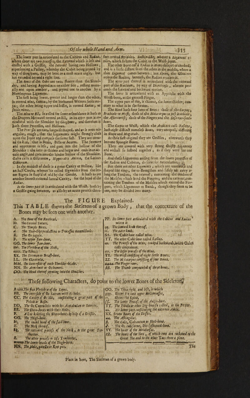Of the whole H&nd And Arm* The lower part is articulated to the Cubitus and Radius, where there are two proceffesj the External which is lefs and crufted with a Griftlej the Internal having two Hollows« reprefenting a Pulley, whereby the Cubit being joyned by way of Ginglymos, may be bent to a moft acute angle, but not extended beyond a right line. The Bones of the Cubit are two, fhorter than the Shoul¬ der, and having Appendixes on either fide , retting mutu¬ ally one upon another , and joyned one to another by a Membranous Ligamenc. The firft being lower, greater and longer than the other, is termed Ulna, Cubitus, by the barbarous Writers focilcma- jus‘f the other being upper and letter, is termed Radius, or facile minus. The ulna or Ell, fo called fox fome refcmblance it hath to the Drapers Metwand termed an Ell, in its upper part is ar¬ ticulated with the Shoulder by Ginglymos, and thcretore it Rath there proceffes, and Hollows. The Proc jfes are two, longwife fhaped, and a« it were tri¬ angular, rough , that the Ligaments might ftrongly dole upon the Joynt and compafs the fame faft. They are term¬ ed Coibjaiy that is Beaks, Bills or Acorns. The foremore and uppermorc is lefs, and goes into the hollow of the Shoulder : the later is thicker and larger and ends in an eb tufe angle,and goes into the hinder hollow of the Shoulder, Galen calls it Olccrantttn, Hippocrates Ancona, the Latines Gibber um. In the middett of thefe is a great Cavity or Hollow* like an half Circle, whence 'tis called Sigmocides from the let¬ ter Sigma fo fhap’d of old by the Greeks. It hath as yet another fmooth external lateral Cavity, for the head of the Radius. In tbs lower part it is articulated with the WrifL both by t Griftlc going between* as alfo by an acute procefs there- c-355 fore termed Sty [sides, Bodkin-like whence a Ligament a- rifes, which fattens the Cubit to the Wrift-joynt. The other Bone cal'd Radius is more oblique orefooked, and is a little diftant from the other in the middle, where a thin Ligament comes between ; but above, the Ulna re- ceivesthe Radius; beneath, the Radius receives it. The upper part thereof is articulated with the outward part of thtBcxcbium, by way of Dkrthrofis, whence pro¬ ceeds the forward and backward motion. The lower Is articulated with an Appendix with the Wrift-bone, at the greateft Finger. ' The upper part of this, is thinner, the lower thicker- Cone trary to what is in the former. The Hand hath four forts of Bones: thofe of the Carpus, Bracbiale or Wriflj thofe of the AUtacarpus or poll bracbiale , the After-wrifl^ thofe of the Fingers and the Sefamus-fced- bones. The Carpw or Wrift, which the Arabians call Rafetta, hath eight diftinft namelefs Bones, very unequal, differing in Shape and Magnitude. At their firft original they are Griftles, afterwards they become Spungie Bones. ; o; They arc covered with very ftrong Griftly Ligaments and wichall fo faftned together , as if they were but one Bone. And thefe Ligaments arifing from the lower proceffes of the Kadius and Cubitus, do ferve for Articulatfon.o bi. But there are other Ligaments s which are tranfter.le and ffaped like rings, for to ftrengthen and fafely iff carry a~ long the Tendons,, the internal, containing die: tendons of the Mufclcs which b:nd the Fingers; and the external}con¬ taining the Tendons of the Mufcles which extend the Fin¬ gers, which Ligaments or Bands, though they feetn to be one, may be divided into many. The FIGURE Explained* This TABLE fhews the Skeleton of a grown Body , that the contexture of the Bones may be feen one with another. A. The Bone of the Porehead, bb. The Coronal Suturei C. The Temple Bones. A. The Teat-like production or Pmejfus mammlUarU. E. The Os jugula. F. The upper Jaw-bone* GG. The lower Jaw-bone, bhh. The Vertebra of the Neck, iiiiii. The Ribs* 4 KK. The Sternum or Brcafl-bone. LL. The ClavicuU. MM. The ium-fide of each Shoulder-blade. NN. The Arm-bone or Oshumeri. QQ. The Head thereof joynting into the Shoulder* PP, its lower part articulated with the Cubitus and Radius? where is qq. The inward fa6b thereof. rr. Toe outer knob. - .wh. S S. The Cubit bone called ulna. TT. The other Cubit bone called Radius, uu. The Procefs of the ulna, crooked backwards,which Galeri calls olccranum. xx. i The lefl'er procefs of the Ulna. YY. The thrift confifting of eight little B ones. 1Z• Toe Metacarpus conji(ting of four Bout. &aaa> The finger rows. The Thumb compounded of three bones. Thefe following Chara&ers, do point to the lower Bones of the Sklelctor^’ A rasa.The five Vertebra of the Loyns. BB. The inner fide of Os Sacrum with its holes. CC. The cavity of Os llii, confituting a great part of the Pelvis or Bafin. DD, The Os Coxevdicis with its Acetabulum or Sawcer. EE. The Share-bones with their HoltSi F. A line knitting the Share-bonCs by help of a Griflle. GG. The Thigh-bone. h'\ The round head of the faid bone. ii. The Neck thereof. kk* the external procefs of the Neck , or the great Tro¬ chanter. II. The other procefs or lefs Trot banter* mmmtn.Tbe lower heads of the Thigh-bone. NN, The £iQlatpatella or tijtt pan» OO. The Tibia right and left, in which ?ppp. Shews the two upper Hollowneffes, rr.' Shews the Spina, rf. T»e lower Procefs of the Ankle-bone. TT. The fibula or other itg-bonifo called, or the Ttme> uu. Its lower part conftituting the external Ankle. XX. Seven Bones of the Tarfus. cut. The Aflragalus. The Calx, Caltamm or Heel-bone. /. - The Os cubi forme, Die-fafhioned-bontf YY» The b,ones of the Metatarf us. ZZ. The bones of the Toes, of which two art reckoned to the Great Toe and to the other Toes three a piece. The Place in here, The Skeleton of a grown body*