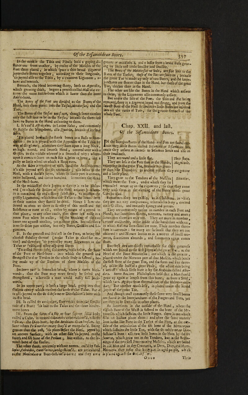 Of the Sefamoidean Bones. In the middle the Tibia and Fibula hold a gaping di- ftancc one from another, by reafon of the Mufcles of the Feet there placed , in which fpace a thin broad Ligament joyns thefe Bones together , according to their longitude, his joyned alfo to the Tibia , by a common Ligament , a- borc and beneath. Beneath, the Head becoming fliarp, hath an Appendix, which growing thick, begets a procefs called MalLsehs ex¬ terms tire outer Anklc-bonc which is lower than the inner Ankle-bone. The Bones of the Foot are divided as the Bones of the Hand, into three parts: into the Tarfus,Metattrcfus, and the Toes.. The Bones of the Tarfus ire/Itten, though feme number only the hft four to be in the Tarfus, becaafe the three firft have no Bones in the Hand anfwcring to them. I. It’s cal’d Aflragalosy in Latine Talus , and commonly Os Balijlx the Sling»bone, alfo £?uttrio, becauic cf its four tides. 'Jis placed .beneath the (hank bones as a Bafis or foun¬ dation : foi it is joyned with the Appendix of the Tibia by way of Ghglmts; wherefore they have upon a long Neck, an high, round, and fmooth Head , covered over with a Griftle, in the middle whereof is a fmooth C vity : where¬ upon it comes to have on each fide a brim cr brow , iike a fully or little w heel on which a Hope runs. At the tides it receives on each hand the Ankle-bones: it's alfo joyned with the Os naviculare ; alfo below to the Heel, with a double joynt, where its lower part is uneven, twice hollowed, and thrice bunched. It receives the Head of the Heel-bone. In tlje middeftof thee Joynts a Cavity Is to be obfer- •ved (to which the hollow of the Heel anlyvers ) where-, in is contained fat and a flimy fubftince , to moiften the , griftly Ligaments, which kmc the Talus to the Bone, lev It1 in their motion they fhould be dried. Hence 1 have ob¬ served as often as there is fc irfity of this moifl and fat 1 Subftsnce or none at all, either by means of a wound in that place, or any other caufc, that there is a noife in a mans Fooc when he walks, by the knocking of the two bones one agatnft another, yet without pain, becaufe there 35 greater or middlcfiafd, and a leiTer from a broad Bafis grow¬ ing by little an’i little fmalier and fmaller. The Bones of the Metatarfus or Sole, arc five knit to the B ines of the Tarfus; thofe of the Toes arc fourteen ; becaufc the great Toe is made up only of two Bones, and the Inter- jun&ures are fhorter than in the Hind, but thofe of the great Toe, thicker than in the Hand. The other are like the Bones in the Hand which anfwcr to them; as the Ligaments alfo commonly anfwer. But under the folcof the Foot, the Skin and Fat being removdjthcrc is a Ligament broad and ilrong; and from the l«wcft Bone of the Heel Sifamoidean little bones are inferred into all the ranks of Toes, for the greater firmnefs of the whole Foot. Chap. XXII. and lad. Of the Sefamoidean Bones* JN the Incerjuixfturcs of the Hand1, and Feet are found cer¬ tain very little Bones called Sefaminis or S<famine* be¬ cauic they anfwer in iikenefs to Scfaraus Seed* and alfo in their ImalJncfs. They arc round and a little flit. Then fhapt. They are lefs in the Feet than in the Hands, Magnitude, excepting in the great Toe, becaufe it is great¬ er than the Thumb is. In ancient perfem they are sreiter and a little plane. * They grow to the Tendons cf the Mufcles 1 Situation, which move the Toes, under which they lie | concealed wrapt up in the Ligaments , fo that they come away with them in the clenfing of the Bones uniefo great Care be ultd. Sometimes they are griftly, as in Children, In -hxh they are not very coafpicuous; otherwhiles bony , covered with G. idles, and inwardly Spungy and porous. They are commonly twelve in number in each Foot and Hand, but fometimes fixteen, nineteen, twenty and more; fometimes there are only rcn. They are more in number , is no gaments. II. Is the greateft and chicked in the Foot, as being tht chiefcft liability thereof ( as the Talus is chief for mo¬ tion) and therefore hi'joyned by many Ligaments to the Talus or .^nklc,and other adjacent Bones 'viita^miu jnuum, [.am, lime greater and harder, intheinfidc of the hand than without , ferfitive part within, but only Bones,Cmftlcs and Li- in which RitUntu fates there arc none. Their number there- nts. 1 fore is uncertain : tar many are fo lnull that they are not oblerved : and Nature herein as in a matter of fmall mo¬ ment, fometimes abounds , and fometimes again comes Ihort. 5 But thofe nro are chiefly remarkable for their greatnefs *Tis called Ptcrn.i calx; Crdeanem, pedis calcar, the Spur : which are joined to the firft Joynt cf the great Toe , at the rV* inns ir!s f J • . nn/* mhloh A __ of the Foot or Heel-bone , into which the greateft and ftrongeft Cho d or Tendon in the whole Body is foftned , be¬ ing made up of the Tendons of three Mufcles of the Foot. Its loivrr part is fomewhat broad, where it turns back- r - / ; r*-- .... Head of the Bone Metatarfus ; one w'hich is the greater , placed under the Nervous part of that Mulcle, which bends thefirft Bone of the great Toe, and the form and £z.e there¬ of, is like the half of a great Fcafe , cite white skin being t ken off: which little bone is by the Arabians Called Alba- ■ i ymtt ».•> t/iuawj rvAiiiiJL iuiuj UjU- L ftWii uu . v>iuui muv, uuiJt uj kilt i^raDlcUlJ tZUC(l /ii&U'- wards, that the Foot nuy more firmly be fetlcd and dan. Some Ancient Philofophers held chit aManihould ftrengthned , Oihcrwifc a man would eafily fall back- ■ grow up again at length from this bone, as from a Seed , wards. j which <orn. Agiiopa frosn the tradition of the Hebrews call* In its upper part, it hath a large head, going into that! Lu\. But another rouchlefs, is placed under the fccond fhalfow cavity which receives the knob of the Talus. But it j joynt «f the great Toe. is alfo joyned to the Os Cbi forme or Dic-fafiiion'd bone with j And though mefl commonly thefe fame very fmall bones its Hat head. are found in the Inter junctures of the Fingers and Toes, yee are they to be feen alfo in other places. As fometimes in the outfidc of the Hand , where thg eighth Bene cf the Wrift is faftned te the bone of the Me¬ tatarfus which fulhins the little Finger, there is one which III. Is called Os naviculare, Scapheeides from the fimili- rude of a Boat: 'iii knit to the Talus and the three hinder- more bones IV. From the form of a Pie or four Square folid body .....-....... .. v«w called a Cube, is termed Cubo-eidts cubc-fafhionM > alfo Os , fills an hollow place there: and after the fame manner teffera, the Dicc-bonc, by the Arabians Gnn lucfnn, by fame others Po'iinorph^many fhap’d or many-fac'd. Being grcatci than the reft, 'tit placed before the Heel, yr/ned by an uneven Surface; with its other tide his joyned to the fourth and fift bone of the Pedium ; buc within, to the fc- ▼ench bone of the Tarfus. The other three, anciently without names, cai'd by Fu/- lopius ,Caleoidea, C*tfeifor<w,wcdg-(hion’d, arc articulated to the Ifavicalareot Bsstt-falhion'd-bone: an« they area here is the like Bone in the Tarfus of the Foot, at the oit;- tideofthc articulation cf the fift bone cf the Metacarpus which fuftains the little Toe, with the Os cub'dor mew Die- fafhionM bone : alfo two little bones in the Ham by the Os ftiwrriti which grow not in the Tcndens, but in the Begin¬ nings of the two firfi Fect-moving Mufcles, which are found in old Men and in dry Creatures, as Deer, Dog?,md Hires. Hereunto they refer that bony part ir. aged pe-pic, whch it placed ig.xft the OsCi.b.f m-.