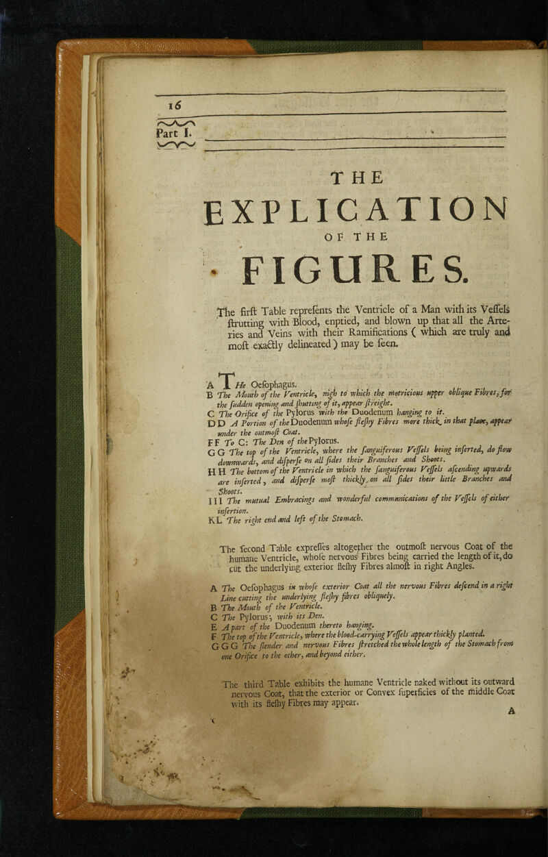 THE E X E LIGATION O F T H E FIGU ES. The firft Table reprefents the Ventricle of a Man with its Velfels ftrutting with Blood, enptied, and blown up that all the Arte¬ ries and Veins with their Ramifications ( which are truly and moll: exaaiy delineated ) may be feen. A Oefophagus. B The Mouth of the Fentrkte^ ntqh to which the nietrkiom uf^er mique FmeSjfor the fudden opening and jlmtung ofit^ appear freight. C The Orifice of the Pylorus with the Duodenum hanging to it. D D ^ Portion of the Duodenum whofe flefhy Fibres more thick., in that pla&e, appear ■under the oHtmofi Coat. FF To G: The Den of the Vyloms. GG The top of the Ventricle., where the fangmferoHs Veffels being inferted, do flow downwards, and dtfperfe on all fides their Branches and Shoots. H H The bottom of the Ventricle in which the fanguiferoHS Veffels afcending upwards are inferred, and dtfperfe moft thickly, on all fides their little Branches and III The mutual Embracings and wonderful communications of the Veffels of either tnfertion. KL The right end and left of the Stomach. The fecond Table exprefies altogether the outmoft nervous Coat of the humane Ventricle, whofe nervous' Fibres being carried the length of it, do ' cut the underlying exterior fleihy Fibres almoft in right Angles. A The Oefophagus in whofe exterior Coat all the nervous Fibres defeendfin a right Line cutting the underlying flefhy fibres obliquely. B The Mouth of the Ventricle. C The Pylorus*, with its Den. E A part of the Duodenum thereto hanging. F The top of the Ventricle, where the blood-carrying Veffels appear thickly planted. GGG The flender and nervous Fibres firetched the whole length of the Stomach from one Orifice to the other, and beyond either^ The third Table exhibits the humane Ventricle naked without its outward nervous Coat, that the exterior or Convex fupetficies of the middle Goat with its fleihy Fibres may appear* A Vj 1 i •> < ,1 ■- I u