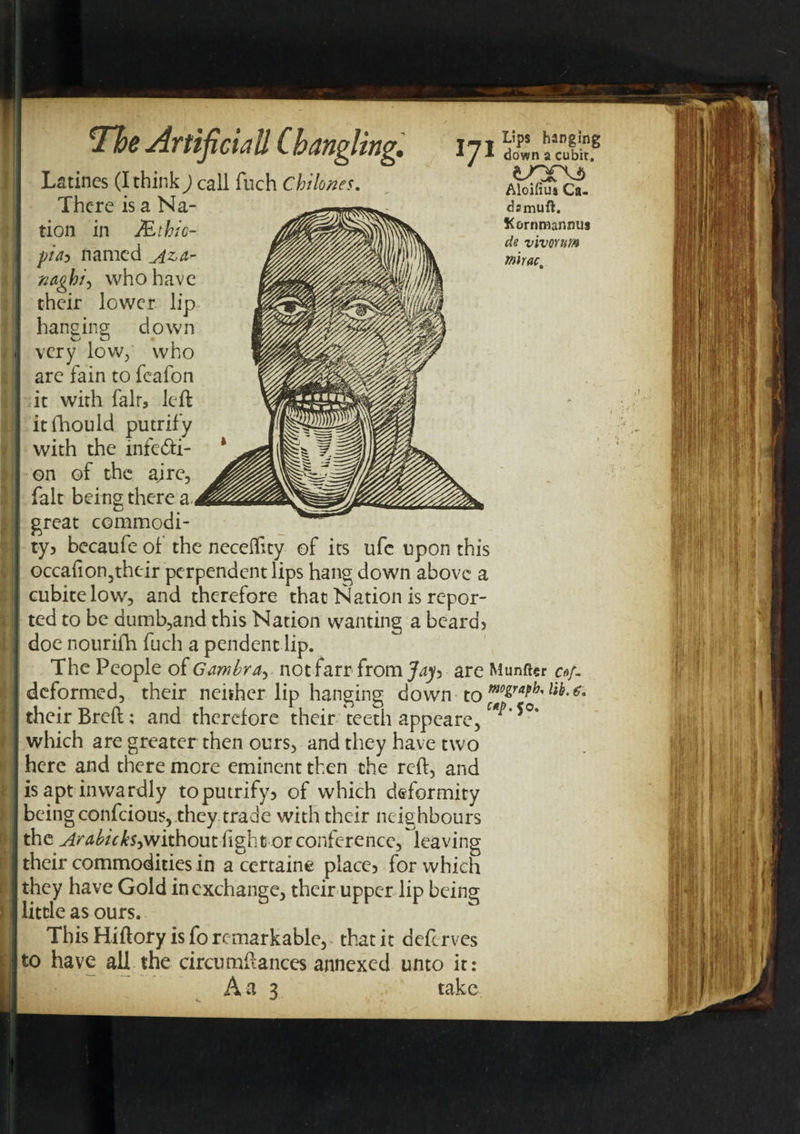 ._T Lips hanging 1 / * down a cubir, tnc&lt;j&gt; Aloifiuj Ca- damuft. Kornmanmis de vivorum mirac. The Artificial! Cbangling. Latines (I think ) call fuch Chilones. There is a Na¬ tion in JEthic- pid&gt; named _jza- mgh/\ who have their lower lip hanging down o o « very low, who arc fain to fcafon it with fair, left itfhould putrify with the infecti¬ on of the ajre, fait being there a-, great commodi¬ ty? becaufe of the neccifny of its ufc upon this occafton3their perpendentlips hang down above a cubitelow, and therefore that Nation is repor¬ ted to be dumb,and this Nation wanting a beard? doe nourifh fuch a pendent lip. The People of Gambranotfarr from Jay&gt; are Munftcr c*f- deformed, their neither lip hanging down to mgrafh'lilf' their Breft; and therefore their teeth appeare, which are greater then ours, and they have two here and there more eminent then the reft, and is apt inwardly to putrify? of which deformity being confcious, they trade with their neighbours the Arabic ks-jNixhoux. light or conference, leaving their commodities in a certaine place? for which they have Gold in exchange, their upper lip being little as ours. This Hiftory is fo remarkable, that it deferves to have all the circumftances annexed unto it: