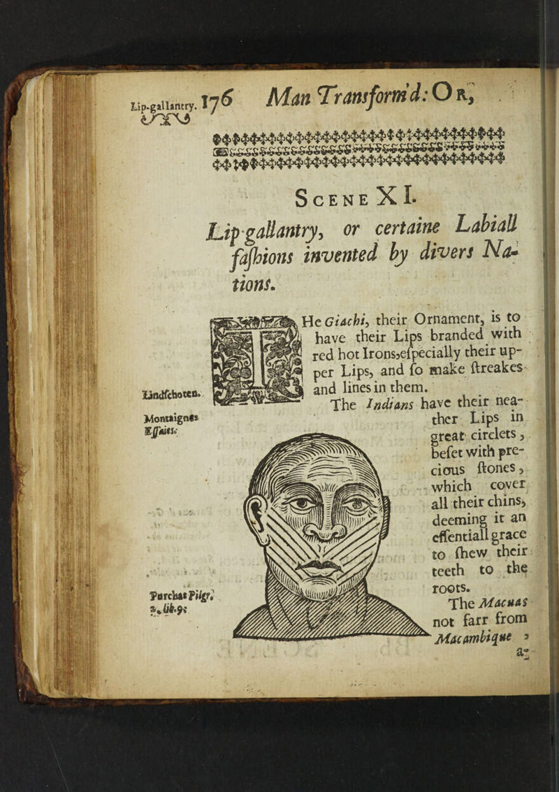 Lip-gallantry Lindfchotcn. Montaignis gluts* ?orch*i?U&r, Sy(&9* lj6 Man Transformd:Ok, S C E N E X !• Lip gallantry, or certaine Labiall fafhions invented by divers Na¬ tions. He Giachi, their Ornament, is to have their Lips branded with red hot Irons3efpecially their up¬ per Lips, and fo make ftreakes- and lines in them. The Indians have their nei¬ ther Lips in great circlets, befet with pre¬ cious ftones, which cover all their chins, deeming it an dfentiall grace to Chew their teeth to the roots. The Macuas not farr from  Mtocnnbitfut 3 ^S)K((u