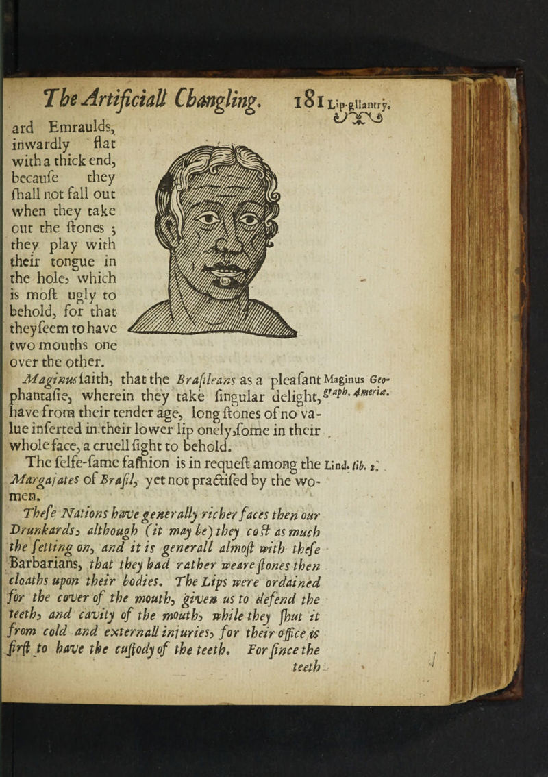 t»TJ ard Emraulds, inwardly flat with a thick end, bccanfe they fhall not fall out when they take out the ft ones ; they play with their tongue in the hole? which is moft ugly to behold, for that they feem to have two mouths one over the other. Afagimii laith, that the Brafileans as a pleafant Maginus Geo- phantafie, wherein they take fingular delight,*^* have from their tender age, long ftones of no va¬ lue inferred in.thcir lower lip onely3fome in their whole face, a cruell fight to Dehold. The fclfe-fame fafhion is in requeft among the Lind.tib. *;. Margajates of Brafi/, yet not pra&amp;ifed by the wo¬ men. Thefe Nations have generally richer faces then our Drunkardso although (it may he) they cod as much the fetting on, and it is generall almofi with thefe Barbarians, that they had rather we&amp;re flones then cloaths upon their bodies. The Lips were ordained for the cover of the mouth, given us to defend the teeth) and cavity of the mouthy while they fhut it from cold and external} injuries? for their office is jirft to have the cuffiody of the teeth. Tor fince the teeth