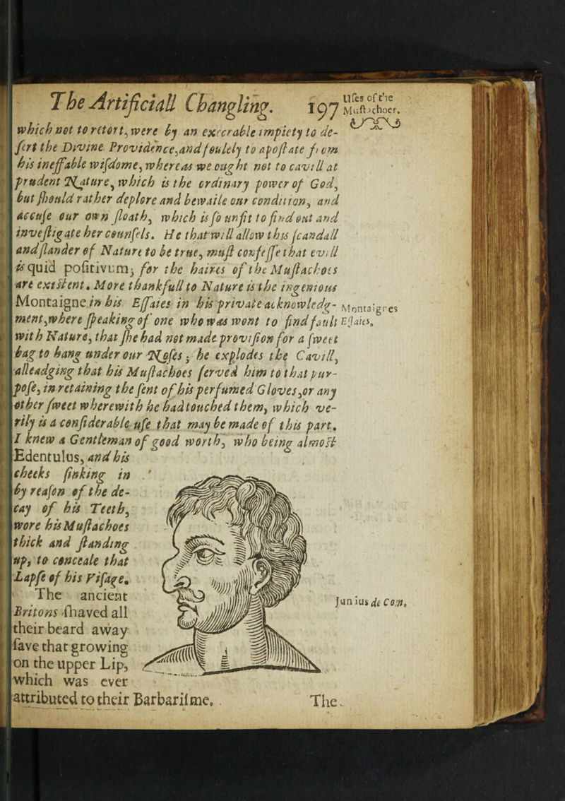 h Ufes of t'le tnr\$ to retort, were ftrt the Divine Providence,andfeuLely to apofiate f&gt;vm his ineffible wtfdome, whereas we ought not to cavil/ at prudent Nature ^w hie h is the ordinary power of God, but fhould rather deplore and bewaile out condition, and Accuje our own float h, which is flo unfit to find out and invefligate her counfils* He that will allow this fcandail and/lander of Nature to be true, mufi confejfe that ev.ll k quid podtivcm^ for the hairts of the Muftachots art existent • More thankfull to Nature is the ingenious Montaigne in his Ejfaies in !fk private atknowled^- ^ntaigres ment,when freaking of one who was wont to find fault EQaits, with Nature, that fhehad net madeprovifion for a fweet bag to hang under our Tfefes - he explodes the C&amp;vill, alleadgixg that his Mufiachoes (erved him to that pur- fofe, in retaining the fent of his perfumed Gloves,or any other fweet wherewith he hadtouched them, which ve¬ rily is a confiderable ufe that may be made of this part. / knew a Gentleman of good worth, who being almoH Edentulus, and his cheeks finking in by reafon of the de¬ cay of his Teeth, wore hisMuftachoes thick and flandmg up, to conceale that Lap ft of his Tifage. The ancient Britons 'fhaved all their beard away lave that growing on the upper Lip, which was ever attributed to their Bar baril me.. The Junius^ Com,