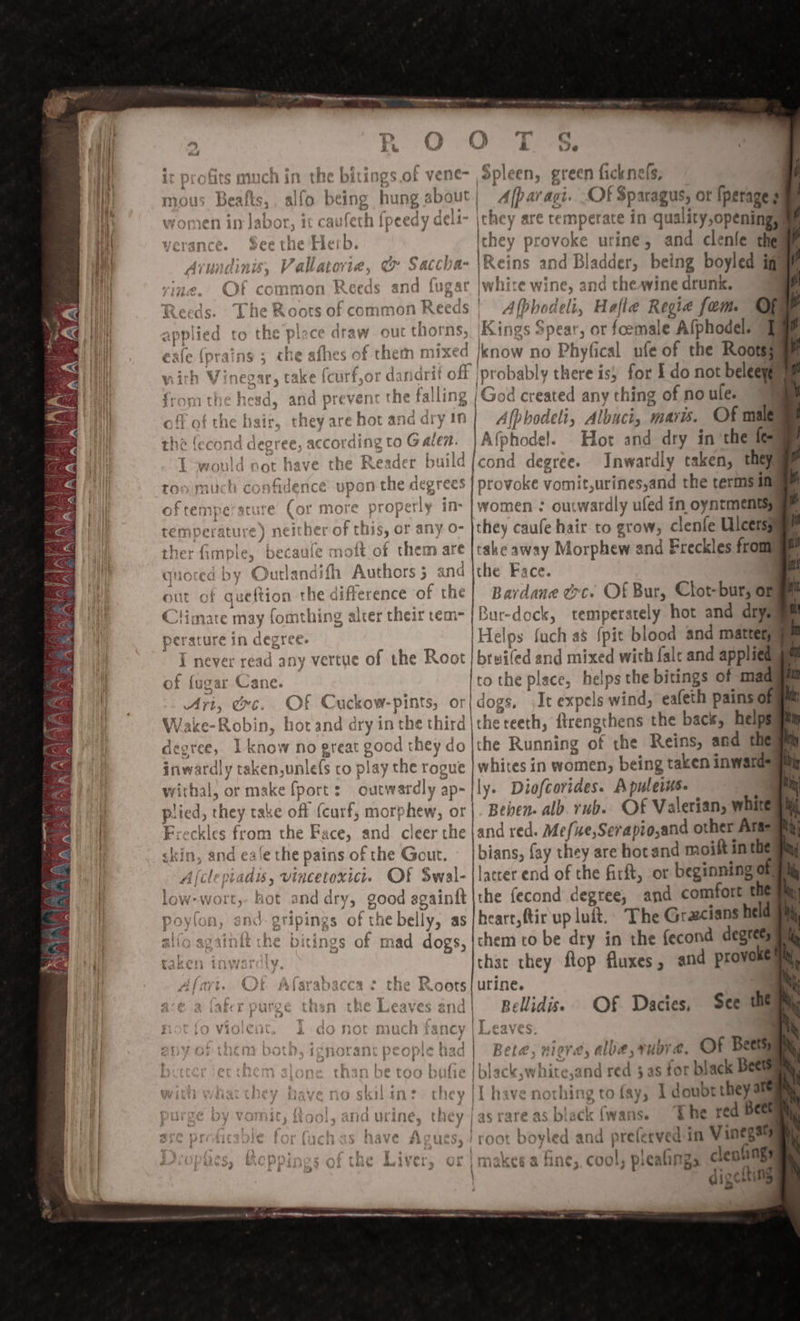 &gt; ; : } é I 8 OD had Asst ' t al | hte AACAL » . l~ a Ps | , {. ; Lehviba a Dt) } seule } ; ole elie Oe ehae ' ; Sich! Sih tJ V ; ’ p ; i PE na urine. { VY i; fy a | i yf &amp; ; “ i 3 ; “4 vik s L V¢ a 4 . ~ ~ — af, ee aa al $% f e ~ Vat te ( “V7 -” hi Hts MUCH IN the Ditines Ox vene | a . £ (&gt;. L. ow Va st? fr ow) | mous Beafts,. alfo being hung ab out | ° ; e i a 12 o' women if jabor, If caulerh {peedy V deli verance. Seethe Herb. Arunding; V tele ee o Sacchar | Ne. Of ¢ common Reeds and Lugar | . Reeds. ‘The Rc oots of common Reeds applied to the plece draw out thorns, .¢ afhes of then mixed r da narif i off | hi fal ling | *) ate or y 1 to Galen: Adel FO 5 EE a €sie iprains 5 cb y a ro . te itn WY neg: AY 3 ta ke te ae ¥ - aS ae ae , ‘ T; trot : Tt} nitsd, and pr &amp; Vél th ey are hx ot * &gt; according , eo}. J ave aa “U4? i ne meager burid ; VWEOUIG ! Mave Cur vevemich canhdence noon the degrees TOO MuUuca COHTIGENCE upon VAIN GT ee * aerate rr 8 Bl &amp; Xe “e 7 Teh] i’ i It ae \ nel cher of th iS, OF any O- becaule mo {t of them are ted by Jurlandith Authors 5 and out OF queftion the d ifference sf the Climate may fomthing alter their tem- wed p&gt; neat 5 eto ann say = ae ped a Sia! to 3 “a ct a ba - L Qo perature in degree. j never re ad a 0h of {ugar Cane. grec. OF Cuckow-pints, or obin, hotand dry in the third |t degree, I know no great Sah they do inwa ardly taken, unle ($ top lay the rogue withal, or make {port : oatardly ap~ plie d, they-t take off (curf, morphew, or Freckles from the Face, and cleer the skin, and ea‘e the pains of the Gout. piadis, vincetoxict. OF Swal- low-wort, hot and dry, good againft poylon, and-gripings of the belly, as alfo againit che bitings of mad dogs, y vertue of the Root Altle i); t f VW co a Fi yyy t. q Ai ‘ the soos it } ,eae Y, £ rm -. 4 { I ir ‘w he 4 Lea %. « 1} | r |  y VEnien Le de ae te. A a yey oe Lie VAUVINV ial B&amp;B Cid FEV PAuCcH ERDICY ) R Ge Spleen, green ficknels, Afparagi. OF Sparagus, or {perage ; ; they are temperate in quality openings they pr ovoke urine, and clenle them ins and geen being boyled iq) hire wine, and theavine drunk. | | Sagi sii ‘Halle Regia fem. OFF ‘Kings Spear, ot foemale Afphodel. J iknow no Rhyl ufe of the Rootes iprobal bly there isy for Ido not beleeyaam i God created any thing of no ule. Afphodeli, Albuci, mavis. Of male |Afphodel. Hot and dry in ‘the fem ‘cond degree. Inwardly taken, they | provoke vomit,urines,and the terms img women : out wardly ufed in oyntmentsy a they caufe hair to grow, clenfe Ulcersyum take away Morphew and Freckles frome the Face. Bardane Ce. Of Bur, Clot- bur, or Bur-dock, temperately hot and drys Helps fuch a3 {pit blood and matteny brwifed and mixed with falt and applied to the PS ace, helps the bitings of mad ogs, It expels wind, eafeth pains of sHevcellt Picea the back, helps the Running of the Reins, and the iat in women, being taken inwatd=# eo cal Beben. alb. rub. Of Valerian, white and red. Mefue,Serapio,and other Aras bians, fay they are hocand moift inthe laccer eid of the firft, or beginning of fh the fecond degree, and comfort “the t heart, ftir up luit.. The Greecians held chem to be dry in the fecond degress that they ftop fluxes , and provoke See the” Be ase Of Dacies. Lave Beta, ' ty] ack, white 5° al red 3 -¢, albe, rubra, OF Becta as for black Beets in Vinegaty sa fine, cool, plealimgs rere digetti in