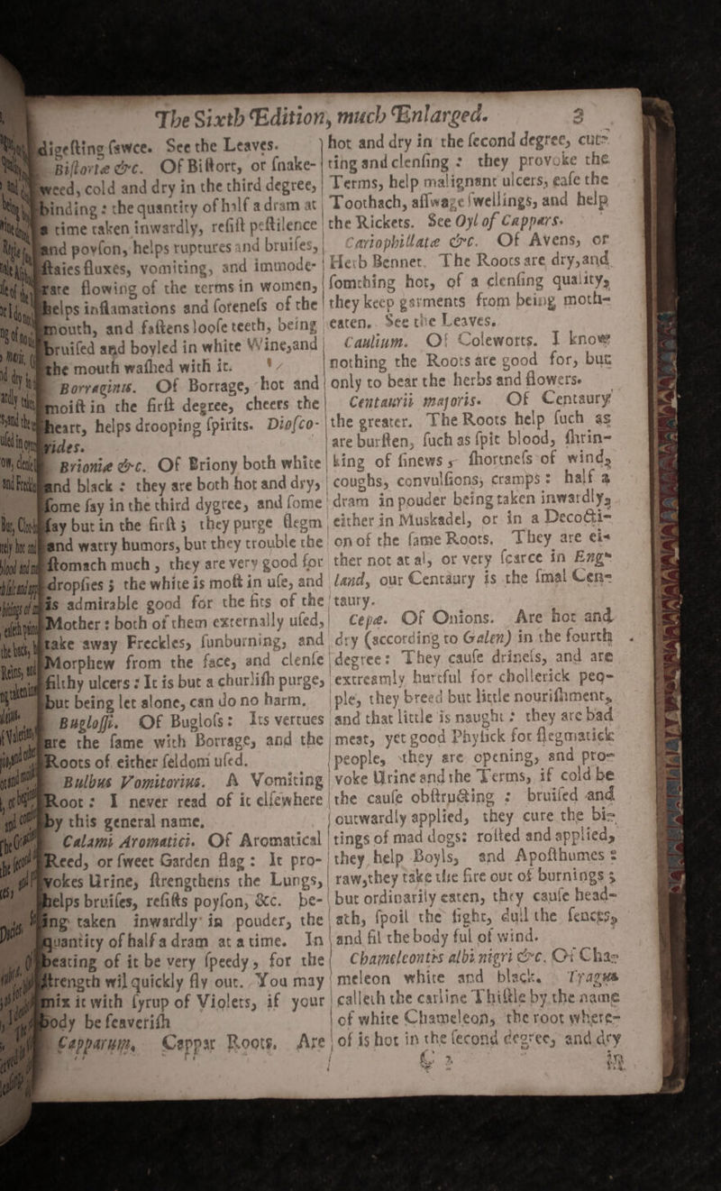 ‘ At Ne Nel The Sixth Edition, much Enlarged. 2 Gigelting fawee. See the Leaves. in and dry in the fecond degree, cut Biftorte oc. Of Biftort, or {nake-| ting andclenfing : they prove ke the Rweed, cold and dry in the third degree, | Terms; help malignant ulcers, eafe the binding : the quantity of half adram at | Toothach, aflwa; ¢{wellings, and help @ time taken inws rdly, refiit pe tilenc ce | the Rickets. See Oyl of Cappars. und poyfon, helps ruptures and bruit es,| Cariophitlate &amp;c. Ot Avens, of aies fluxes, vomiting, and immode- | Herb Bennet. The Roors are dry,and Belps inflamations and forenefs of the | they keep gs ments from being moth- Bur, Chek ry hot an blood tnd I land yp biting of “eth pt the bath | Reins, # Druifed and boyled in white ¥' ‘inejand| Cawlium. Of Coleworts. I know he mouth wafhed with it. nothin ig the Roots are good for, buc Borraginis. Of Borrage, hot a and | only to bear the herbs and flowers. oiftin the firft degree, cheers the! Centanrii. mayoris. OF Centaury heart, helps drooping {pirits. Dio{co- ithe greater. Vhe Roots “Help fuch as vides. [are bur urften, fuch as {pie blood, ie Brionie @&amp;c. Of Briony both white} king of finews s and black : they are both hot and dry, coughs, convulfions, fome fay in the third dygree, ai (ane kek ram in pouder being fay butin the firits they purge llegm either in Muskadel, or in a Decod and watry humors, but they trouble le the on of the fame Roots. They @ re éis ftomach much , they are very y good fot a not atal, or very fcarce in Engs dropties 5 the white is moft in ule, and land, our Centaury is the {mal Cen- Gs admirable good for the firs of the /taury. Mother : both of them externally ul cepe. Of Onions. Are hor and take away Freckles, funburning, dry (accordi ing to Galen) in the fourth Morphew from the face, and clenfe | legree: They caule drinels, and are dilthy ulcers ¢ It is but a chur! lith purge, extreat mly ful for chollerick peg-= bur being let alone, can dono harm, ple, they breed but litle n nourifiment, Buglofi. Of Buglofs: Its vertues and bua little is naught : they are bad are the fame with Borrage, and the chia yet good Phylick for flegmatick Roots of either feldom uled. eople, they ere opening, and pto= Bulbus Vomitorins. Sf Vomiting |\ woke Urine andthe Terms, if cold be = ber - ates o by this general name, outwardly applied, they cure the bie Calami Aromatic. Of Aromatical | tings of mad dogs? rolted and applied, Reed, or fweet Garden flag: Ic pro-| | they help Boyls, and Apofthumes = okes Urine, firengchens the Lungs, | raw, they take the bite our of burnings 3 helps brviles, refitts poyfon, &amp;c. be-\ but ordinarily eaten, the y. cari fe head= ng taken inwardly’in pouder, the ach, foil the fight, duil the fences, Quantity of half a dram at a time In | vand fil | the body ful of soe beating of it be very {peedy, for the Chameleontis albi nig be. Ox Cha trength wil quickly fly our. You may | | meleon whice and re co Tyagws mix it with (yrup of Violets, if your | callech the carline Thigle| by the name » Capparuit, Cappar Roots, Are ‘of is hor in the fecond cegree, and dry ft, / q  41) ‘ ‘~ - yr.