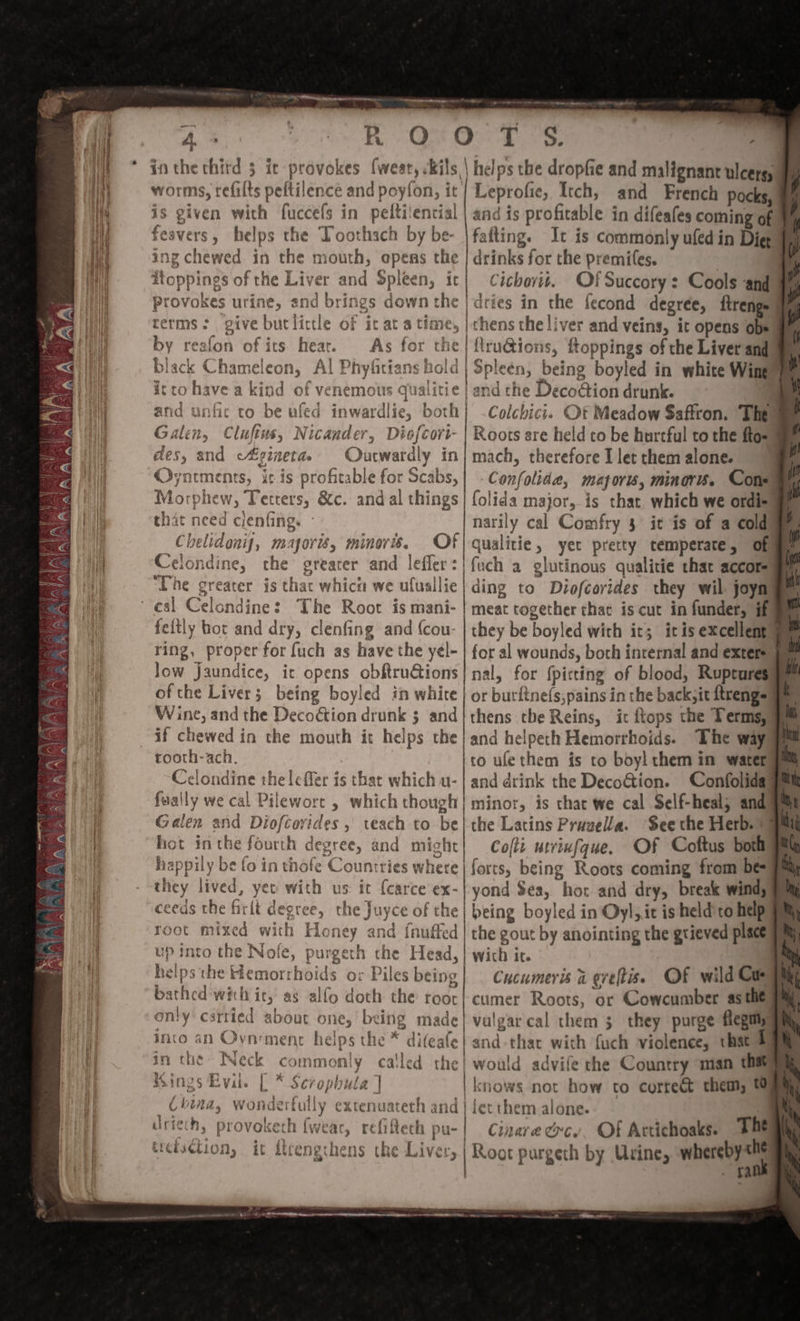 ld at ere 0 Pew Pe arte worms, refalts peftilence and poyfon, it is given with fuccefs in peltilencial feavers, helps the Toothach by be- ing chewed in the mouth, opens the toppings of the Liver and Spleen, it provokes urine, terms: give butlictle of by reafon of its hear. black Chameleon, Al Phyfitians hold itco have a kind of venemous qualitie and unfic to be wfed inwardlie, both Galen, Cluftus, Nicander, Diofcort- des, and cfiginetas Outwardly in Oyntments, isis profitable for Scabs, Morphew, Tetrers, &amp;c. andal things that need clenfing. - Chelidonij, majoris, minovis. Of Celondine, the greater and leffer: ¥ ° ° iC at 4 time, The greater is that which we ufuallie | eal Celondines The Root is mani- feltly bot and dry, clenfing and (cou- ring, proper for fuch as have the yél- Jow jaundice, it opens obftruGions ofthe Liver; being boyled in whire Wine, and the Decoétion drunk 3 and if chewed in the mouth it helps the tooth-ach. | Celondine the leffer is that which u- fually we cal Pilewort , which though | Galen and Diofcovides , teach to be hot inthe fourth degree, and might happily be fo in thofe Countries where they lived, yeu with us it {carce ex- ceeds the firlt degree, the Juyce of the | root mixed with Honey and {nuffed up into the Nofe, purgeth che Head, | helps the Hemorrhoids ox Piles being bathed with it, as alfo doth the roor only carried about one, being made into an Oynrment helps the * difeafe in the Neck commonly ca'led “ings Evil. [ * he et the | ( ary +f }. i r ' SOLO NIHR | 5 / helps the dropfie and malignant ulcers, Leprofic, Itch, and French pocks, and is profitable in difeafes coming of fatting. It is commonly ufed in Diet drinks for the premifes. ) Cichorit. Of Succory: Cools and dries in the fecond degree, ftrenge hens the liver and veins, it opens obs ructions, ftoppings of the Liver and Spleén, being boyled in white Wing) . % Colchici. Ot Meadow Saffron. Theat Roots are held to be hurtful to the fto- a mach, therefore I let them alone. | Confolide, mapori, minors. Cone ay folida major, is that which we ordi narily cal Comfry 3 it is of a cold qualitie, yet pretty temperate, Of fuch a glutinous qualitie that accor ding to Diofcorides they wil joyn meat together that is cut in funder, if they be boyled wich it; itis excellent oe for al wounds, both internal and exters nal, for {pitting of blood, Rupruresi® or butftne({s;pains in the back;it ftrengeay thens the Reins, ic itops the Terms, and helpeth Hemorrhoids. The way co ulethem is to boyl them in water and drink the Deco@tion. Confolida minor, is thac we cal Self-heal; and the Latins Pruvella. See the Herb. 1% Cofti utvinfque. Of Coftus both® forts, being Roots coming from be yond $ea, hor and dry, break wind; being boyled in Oyl, it is held to help the gout by anointing the grieved place Wich it. Cucumeris % greftis. OF wild Cus cumer Roots, or Cowcumber as egy vulgar cal them 3 they purge flegmyaaiy would advife che Country man that knows not how co correét them, t ’ AT) 7 CLCUsCCLON, FC LEE a? = ~ 5 catenins AOS AR NL RA EID, ett CA LLC LT a Cinare cy. OF Artichoaks. THERE ra eee one Se etl