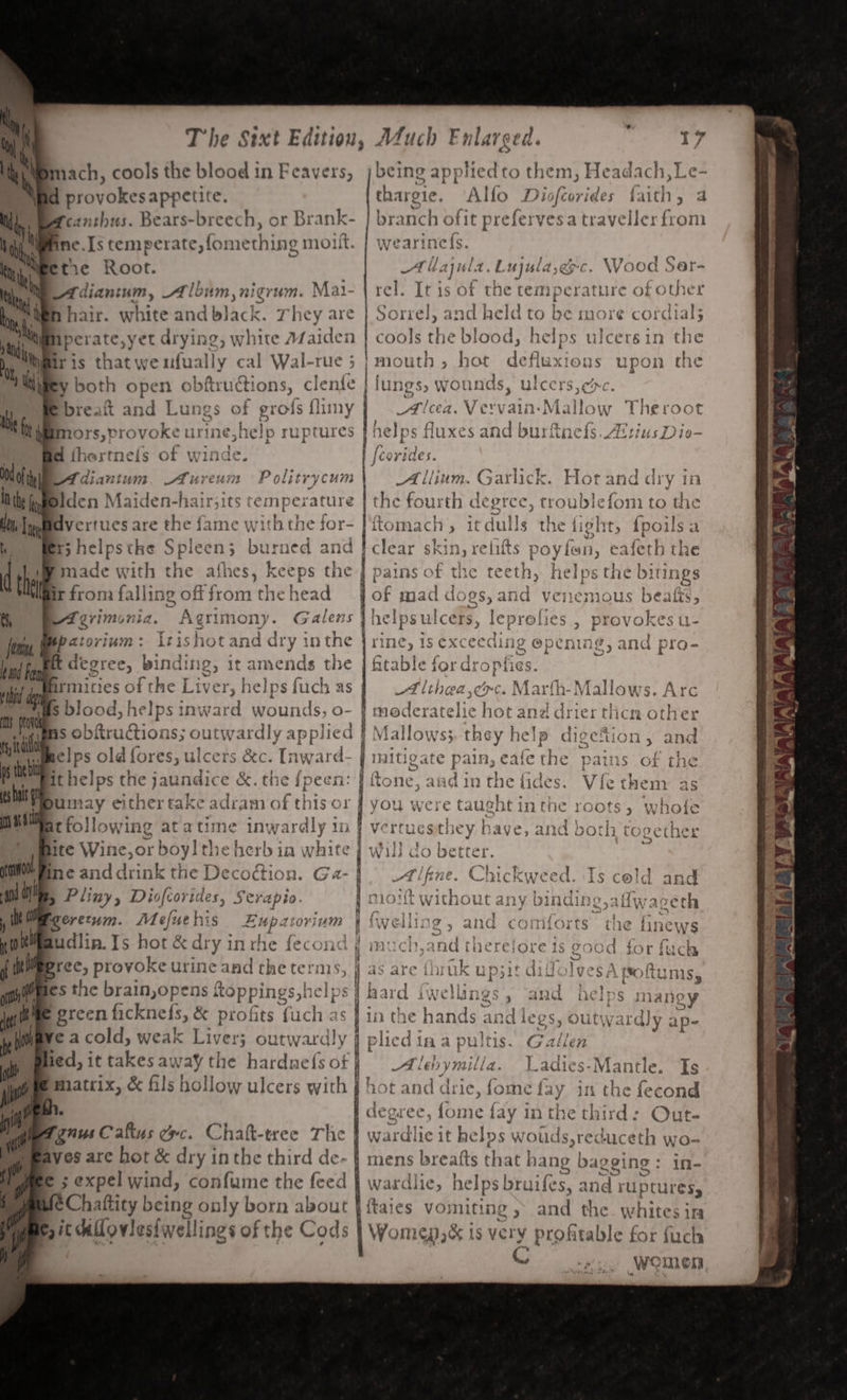 d provokes appetite fcanthus. Bears- Breech. or Brank- ne.[s temperate, fomething moift. tie Root. . Adiantum, Album, nigrum. Mai- bat Bh hair. white and black. 7 “hey are ij, Miperate,yet drying, , White Maiden he iris thatweufually cal Wal-rue 5 i y both open obftructions, | clenfe breaft and Lungs of grofs flimy | ltt mors,provoke urine. shelp rup tures : @ fhertne{s of winde. Ni Mt bay, mn tt do dy di anti 2 At ureu Politrycum Ith fp did en Maiden- Bate its 5 temperature ley, hi dvertues are Phi ec ‘fame W ith the jOr- 7 rs helpsthe Spieen; burned and hal Brite with fic e athes, keeps rhe tne ir from falling off from the head ef, df egrimonia, Agrimony. Galens Jeti, BER tor iver Izishot and dry in the hand fe ft degree, binding, it amends the firmicies of the Liver, helps fuch AS Ss blood, helps in ward wounds, o- ms obftructions; outwardly applied telps old fores, ulcers &amp;c. [nward- ithelps the jaundice &amp;. the {peen: tid da ms pot sini ps thei es alt Bite Wine,or bo oyl tl the herb in | rs ime and drink the Deco¢tion. Ga- and tthe Pliny, Diofcorides, Serapio. , te , geretum. er eey ats Apa tor ium te erec, provoke urine and the ter ms. at €s the brain,opens toppings, helps i green lackne(s, &amp; penis {uch as My 4 a cold, weak Liver; tm &amp; fils hollow ulcers with § ‘ gnus Caftus exc. Chalt-tree The aves are hot &amp; dry inthe third de- © ; expel wind, confume the feed »Chattity being only born about eit dloviestwe ings of the Cods ae thareie. Alo faiths a branch ofit prefervesa traveller from wearine({s. Alla pula. Lujula; “yc. Wood Ser- . It is of the temperature of other a rel, and held to be more cordial3 cools fhe Berges helps ulcersin th mouth, hot de fission: upon the lungs, \ wonne ds, ulcersjerc. Acer. Vervain-Mallow Theroot helps fluxes and burftnefs. Altius Dio- (Corides. Allium. Garlick. Hot andd ry in the fourth degree, troublefom to the ftomach, itdulls the light, fpoils&lt; clear skin, relifts poy! fan, eafer } pains of the teeth, helps tl f mad do ES and veiemous beafts, jhelpsulcers, I rine, 1s exceeding fita tet ior dropfies. A lihea, ec. Marfh- Enlarged. 17 Di OLCOr ides C as ft 4i3 5 Pie $1 Say he ony : Papier: ll- eS SEE Et AIS TA oR A AERO 1 SE ATEN tweet — ee 2 ek eee M allows. Arc 4 NO deratelie hota ane dri ler tlic fh oth er | Mal lows}. they help digetion, and Hird ate pain, eafe the pains of the i ftone, and in the fides. Vie them as you were taught in ot roots 5 2a &gt; See oie Bee Wiis GO es Alhoai he ed A lfine. Chickweed. Is cold and i + } ee fi ee pe rs, = ‘- * =“ 9 ‘ y, j mort without any binding, aflw: s eeth tree ‘Se and comiorre 7 rhe z “ff = 4509 or * . a boas Lo Lil€ fi icws » &gt; ae why © = » eat ry, 4° 7 an . j ff } mucH,and there Boh S 1§ go0d for fuch .~ dS are itll uk ne gl! dig lolyesA oftums, , é cot 5 ast 5 eee | ay aara i welling » ANQ Lips Dane in the hand Sg - p 22h LUI Ve Gs an ei AL a Sy OutWa urd}y ap- plied ina pultis. G allen Alehymilla. Ladies-Mantle. Ts ot and drie, fome fay in the fecond degree, fome fay in the third: Out- wardilic i if helos WV voud Is yrechuic eth Wa- mens breafts that h lang ba gging: in- wardlie, helps bruifes, and ruptures, ftaies vomiting and the. whites; in Wome &amp; ts cabs profitable for fuch Cee Women,