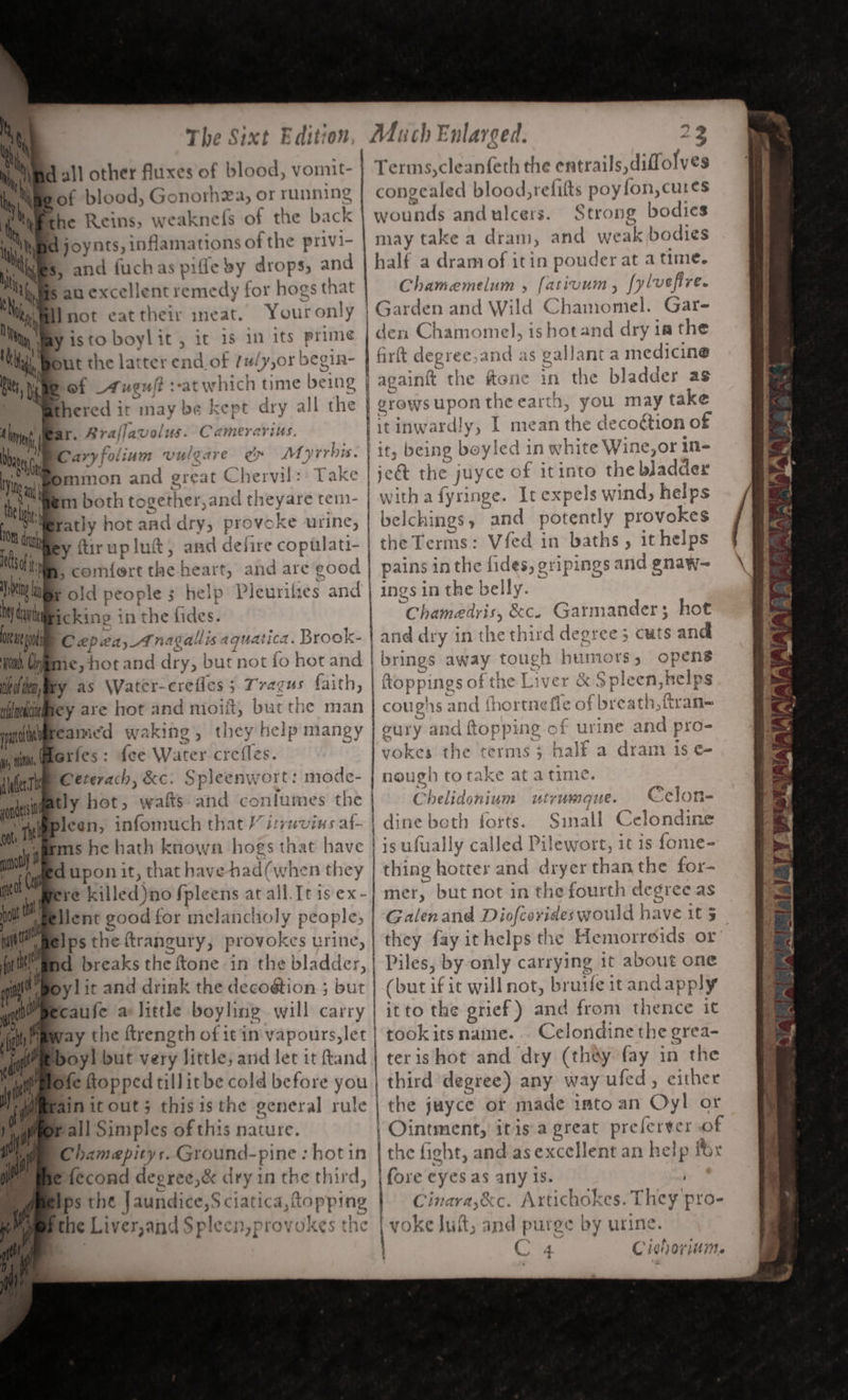 “s ai % : bof blood, Gonorhza, or running hile Khe Reins, weaknels of the b: ick at d joynts, inflamations of the privi- * $, and {uch as pifle by drops; and $ an excellent remedy for hogs that uu not eat their ineat. Your only Visto boylit , it is in its prime put the latter end of tuly or begin- bof uguf? :-at whic thered it may be kept dry all the C amer meer’ : hy _ Beh bem avis. Myrrbis. Nin yervil:: Take bh m both together,and the eyare tei- a on h sere “ei a oke os sl Me y tirupluit, ana aeire copu ee }, comfort the h and are good itl hyd tay Bins. in the lides. bc Cepea,Anagal lis aquatica. Brook- on, Cy ie, hot and dry, bur not fo hot and to wea, xy as Water-crefles ; Tragus ewe bled a are hot and moiit, but the man an lt eamed waking, they help mangy is erfes: {ee Water crefles dle Ceterach, &amp;C. Splee: nwort: mode- il tly hot» | wafts and dori imnds uu, Wepicen, infomuch that V7 7: ti ar. Ara} Javolus. tht 6, Caryf olium vil: ue Smmon and great C 1earf ty LV¥UAULEK s af- ged upon it, that have h: ad( when they ere Killed) no {pleens ata plient good for melancl holy people, d breaks the ftone in the bladder, Boy! it and drink the decoétion ; but caufe a little boy ling will carry way the ftrength of it in vapours, let poy! but very little, and let it ftand | Wh bfe flopped till it be cold before you iprain icout; thisis the general rule pall Simples of this nature. SChameapitys. Ground-pine : hot in Much Enlarged. 23 Terms,cleanfeth the entrails, diffolves congealed blood,refifts poy fon, cures wounds and ulcers. Strong bodies may take a dram, and we eak bodies half a dram of itin pouder at atime. Chamemelum , paced 5 [ylvsfire. Chamomel. Gar- den Chamomel, ishotand dry ia the art degree and as gall: ant a medicine againft the in the bladder as grows upon ae earth, you may take Giic jeét the juyce of itinto the bladder Lith ra fyringe. It expel ls wind, helps belchings , “and potently provokes the Terms: Vfed in baths, it helps pains in the ue gripings and gnaw- ings in the belly. ‘Chametris, &amp;c. Garmander; hot and dry in the third oe cuts and _ humors ; | ftoppings ofthe Liver &amp;&amp; coug 71S and | oury an d ftoppin 2 of vokes the terms 4 nough totake ata wtruMgue. Sinall Celondine ufually called Pilewort, it is fome- tivine Stree and sees than ie for- mer, but not in the fourth d ps as Galenand Diofcori« deswould have it 5 | they fay it helpsthe Hemorroids or Piles, by only carrying it about one (but if it will not, bruife itand ap ply itto the grief) and from thence it Celondine the grea- terishot and dry (they fay in the third degree) any way ufed, either the juyce ot made imto an Oyl or | Ointment, itis a great pre ps of the fight, and as excellent an help fox tho rtnefle Ak Chelidonium Ips the Jaundice,S ciatica, topping the Liver,and Spleen provokes the ¥ Cinara,&amp;c. Artichokes. They pro- voke luft, and purge by urine. C4 Ciehoriti Me