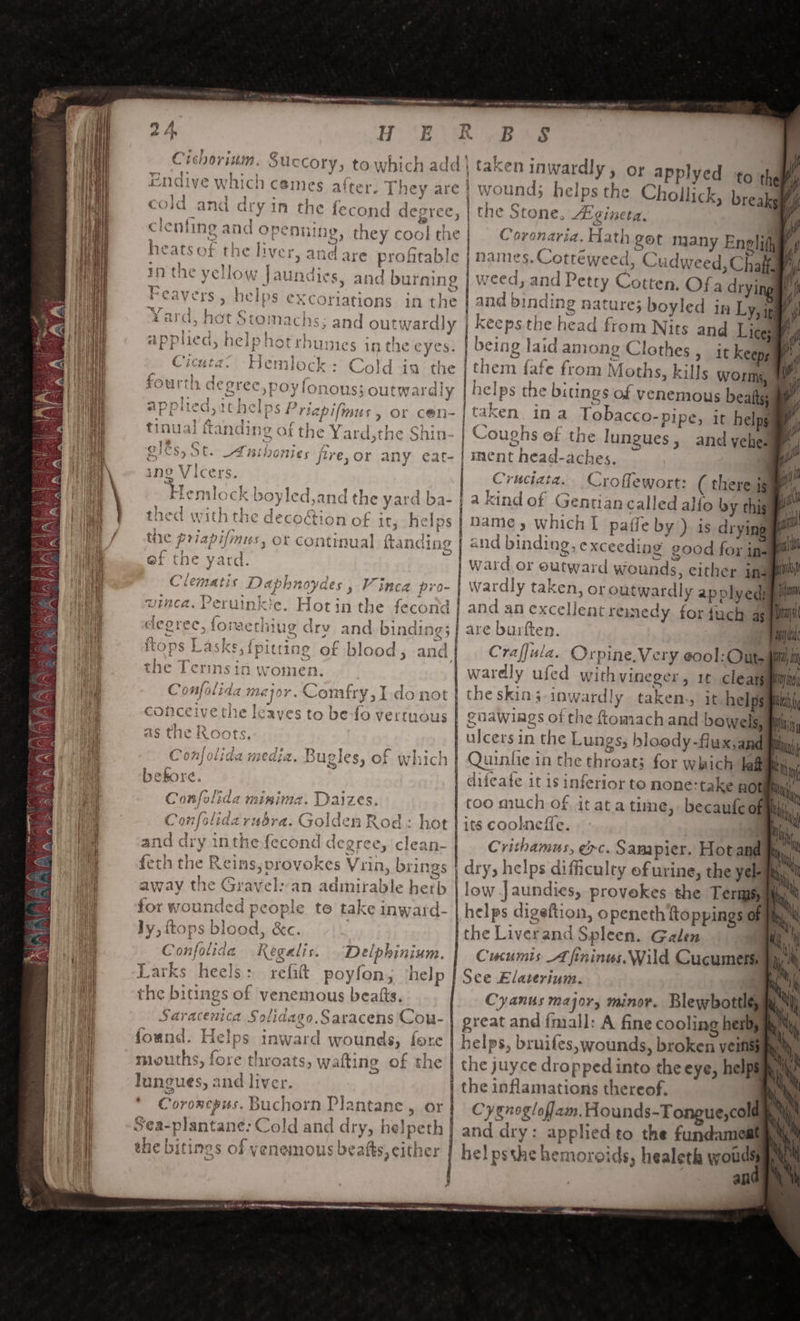 Flog Aahdedebaemiadinas tt cae HER ab ee : HA dd’ talen fnurae uccory, to which addi taken in wardly, or applyed to th snes aiter. They are : the fecond degree, clenting and openning, they cool the a = Fe re ; af ; n p&gt; ¢ y ryt I) oh o&gt; ew : ihe tm heats of the liver, andare profitable : ew ite Ws  ye . in the yellow Jaundies, and burning | Cc 1. ‘Sage ; e Feavers , he PS €Xcoriations in the r »tomachs; and outwardly q A 2 tb Crishoriusm. 9 ?° ¥ y endive which g “ty GS bea ce Ge a COwd anti dry in | wound; helps the Chollick, bral fi the Stone, A gineta, lA Covonaria. Hath get many Eneli(l f names. Cotteweed, Cudweed, Chaf y} weed, and Petry Cotten. Of a drying!) | and binding nature; boyled in Ly, a y | Keeps the head from Nits and Lices# being laid among Clothes , it keeps them iafe from Moths, kills worms. 1 helps the bitings of venemous beats be C P) » L, t ta Nay erent © Fan ae a } i 4 APpiled, heip 4 LAP take pe MOCrONUDIES inthe eyes. J tne ~~) s , rd rege -v at HL A 5 ae Aaya -le. oO 1 Gees Hemlock b Cold 14h Rh % 3 « * x, + pa) J Pilea. ye» } &amp;#: i 1t ‘ 4 % ad 4 : if r149 + ny © ag Hee ph aad o§ Lf the Oit any ea  oC . = ne, Lies ™~ f Saar hy as 0 eth Fe ar . ha WI Le HS BLOM es jet €; Or BT a ae 2 VY LCCrs., uf Yy4 lo Cc hed with ¢ - v¥ 1~ t~ rd |: hel k boyled,and the q 1 i 4 1 bw th aay . - QQ iC GECOCTIO ps ¢ / Ww, UC : (aA ST Bay Ke . pele ee fe clegrec, tonactinug dry and binding; ey “4 ‘ e re fe T rODS L the Terinsin women. B &gt; conceive the leaves to be-fo vertuous ao #4 D - as tie RO Conlolida media. Buc] C whic! OA Cited 770A. DUP CS; Oi Wihiicn a mrs seve / Awa Sowfolida minima. D Go! ; { oA ye we tes ot d zy aric Gly IntHeieconda c feth the Reins, vrovokes Vrin, brings ~ , . WS away the Gravel:an admirable herb for wound le to take inward- Jy, ftops blood, &amp;c. Kegalis. Ali &gt; 4: Nw gy re ade BO oh rae BSS Conflolidaruéra. o ( . a ‘ legree gree, &gt; ‘Ss 4 owe im ' CG P € \ = * ) ° e ° Confolida Delphinium. elps a the bitings of venemous beatts. Saracenica Solidago.Saracens 'Con- found. Helps inward wounds, fore luneues, and liver. on S¢ea-plantane: Cold and dry, helpeth the bitings of yenemous beatts, either AAS atin nen Aan ANA Cruciata. Croffewort: ( there ig a kind of Genriancalled alfo by this: name, which! paffe by ) is drying ward and an excellent remedy are burften. wardly ufed withvineger, 1¢ cleatg difeate it is inferior to none:take no too much of ita its coolneffe. | the Liverand Spleen. Galen See Elaterium. the juyce dropped into the eye, helps Cygnogloflam. Hounds-Tongue,cold and dry: applied to the fundameal an¢ ‘i wh MM |